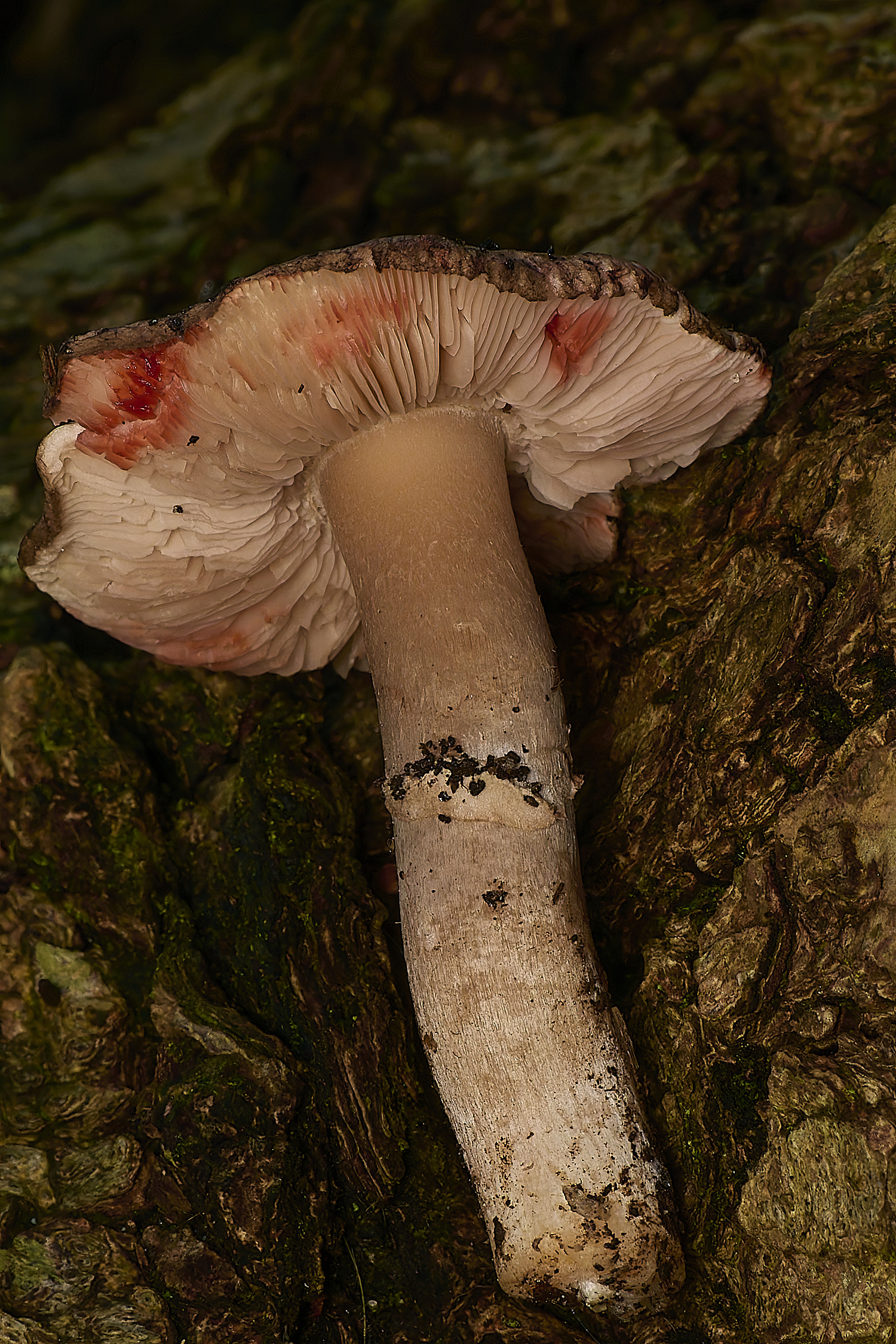 WestAcreLeucoagaricus141224-1