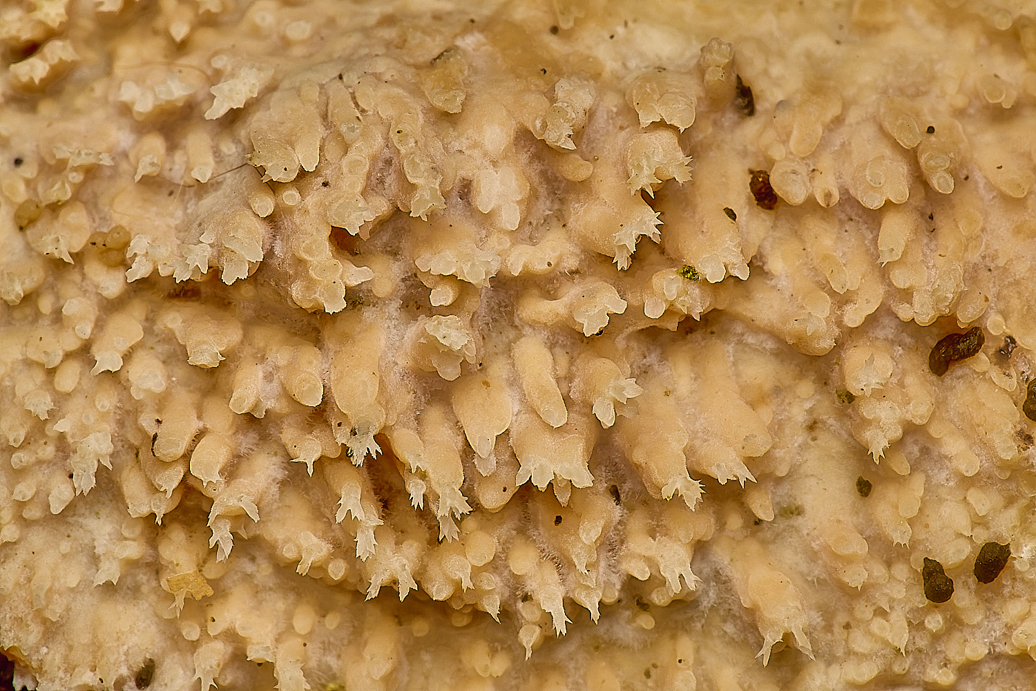 WestAcreOakToothCrust141224-3