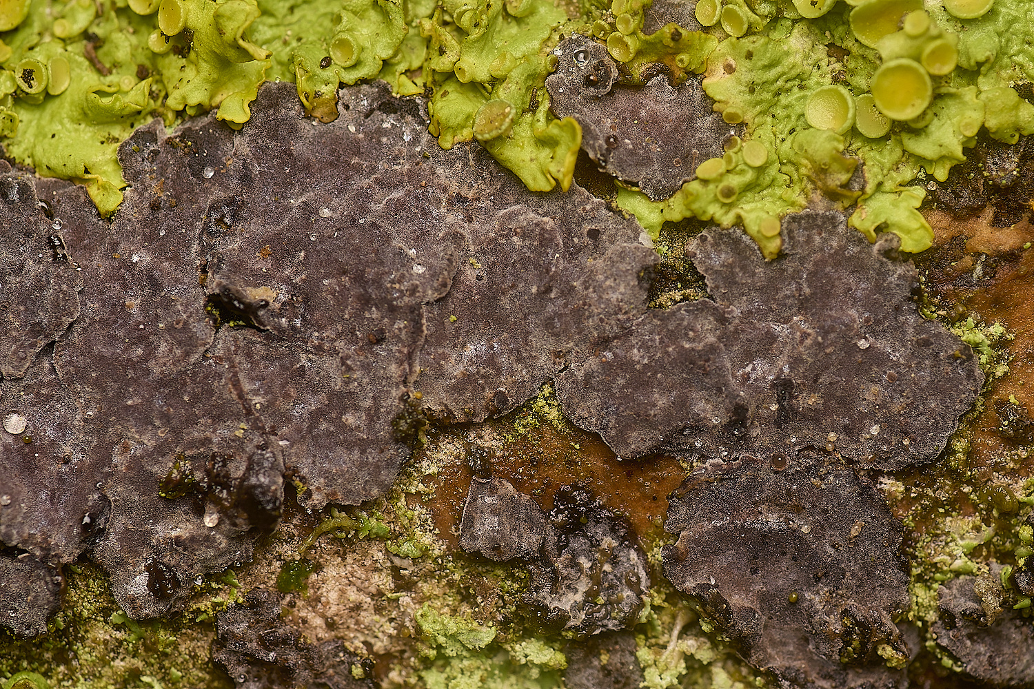 WestAcrePeniophoralimitata141224-1 2