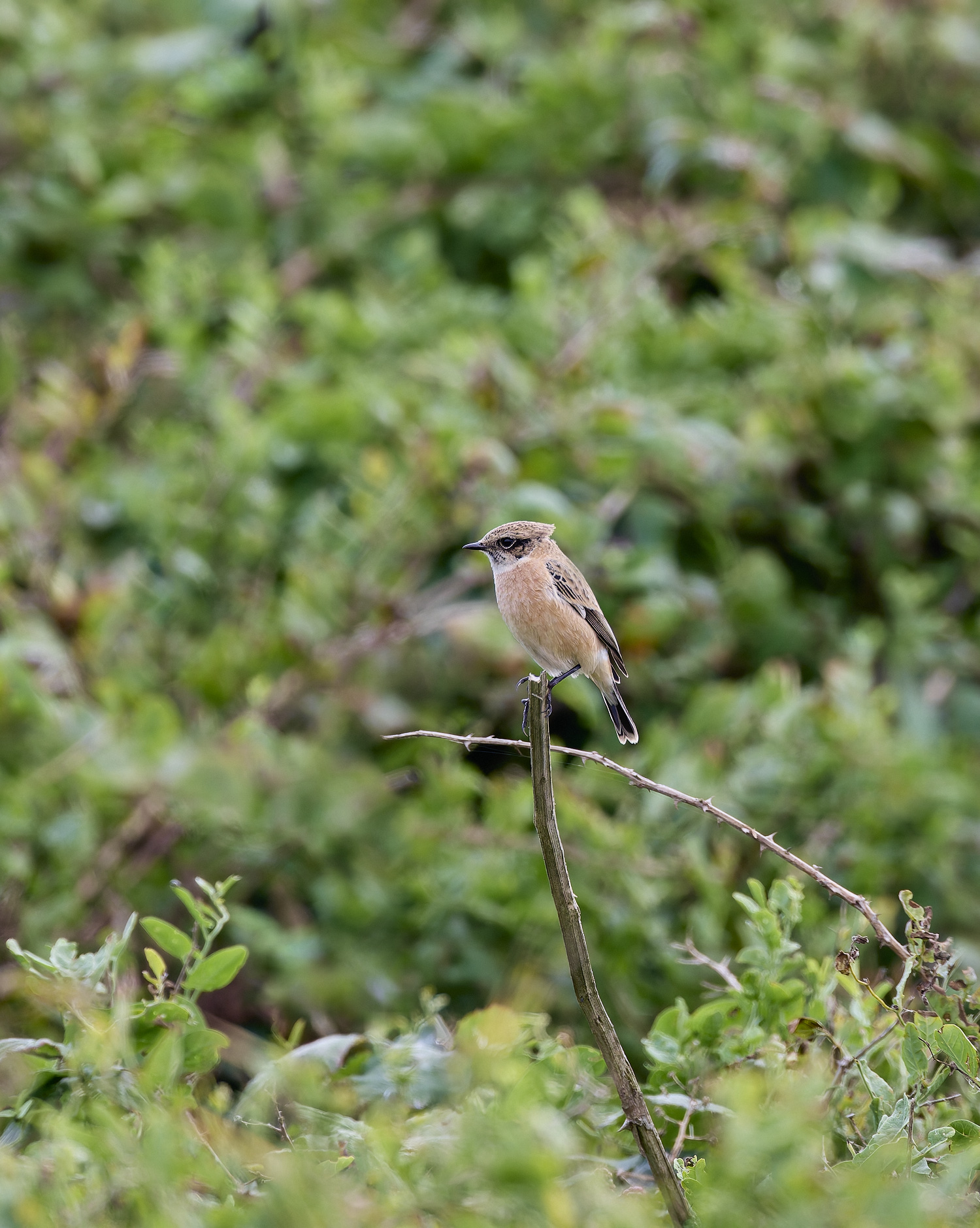 WeybourneEasternStonechat260924-1-NEF-