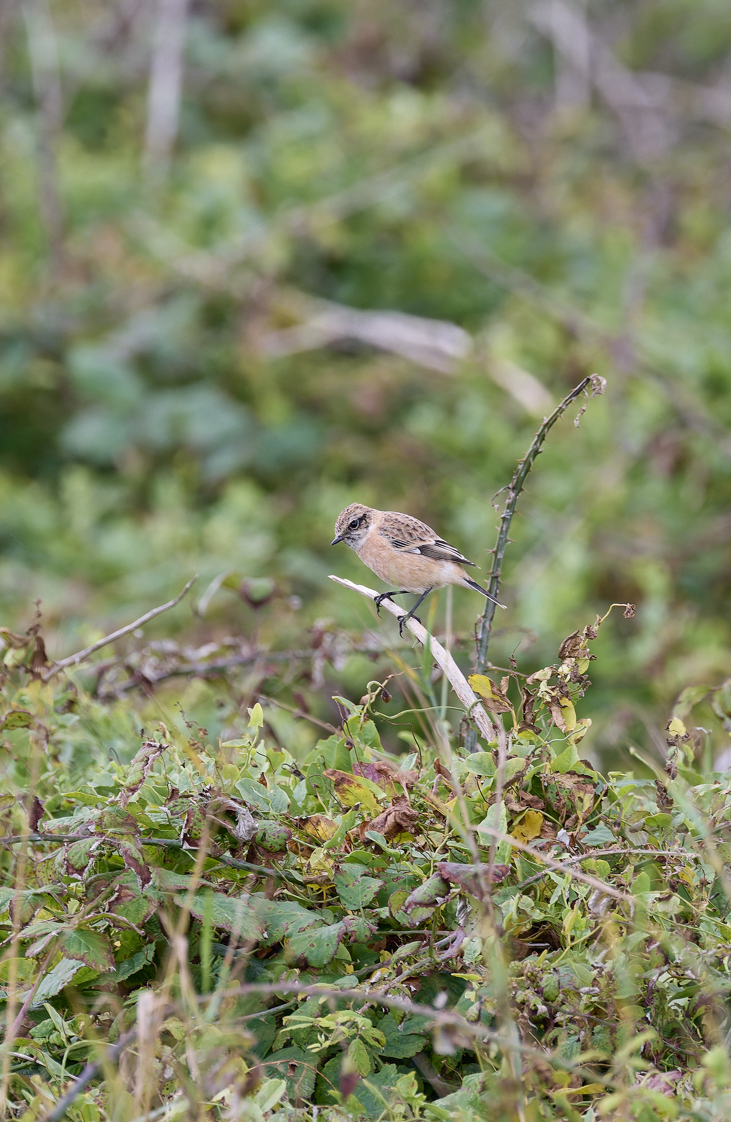 WeybourneEasternStonechat260924-11-NEF- 1