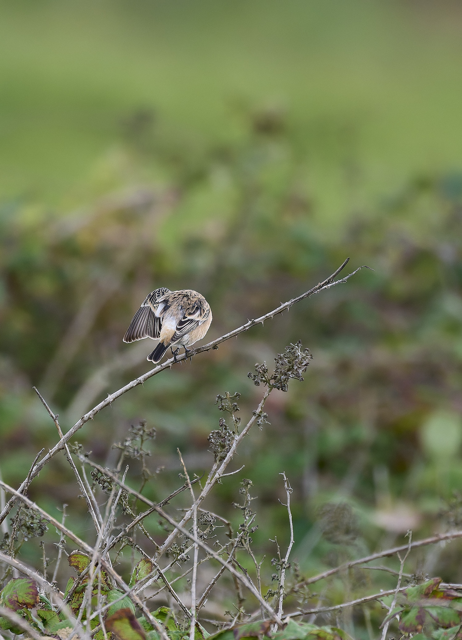 WeybourneEasternStonechat260924-14-NEF- 1