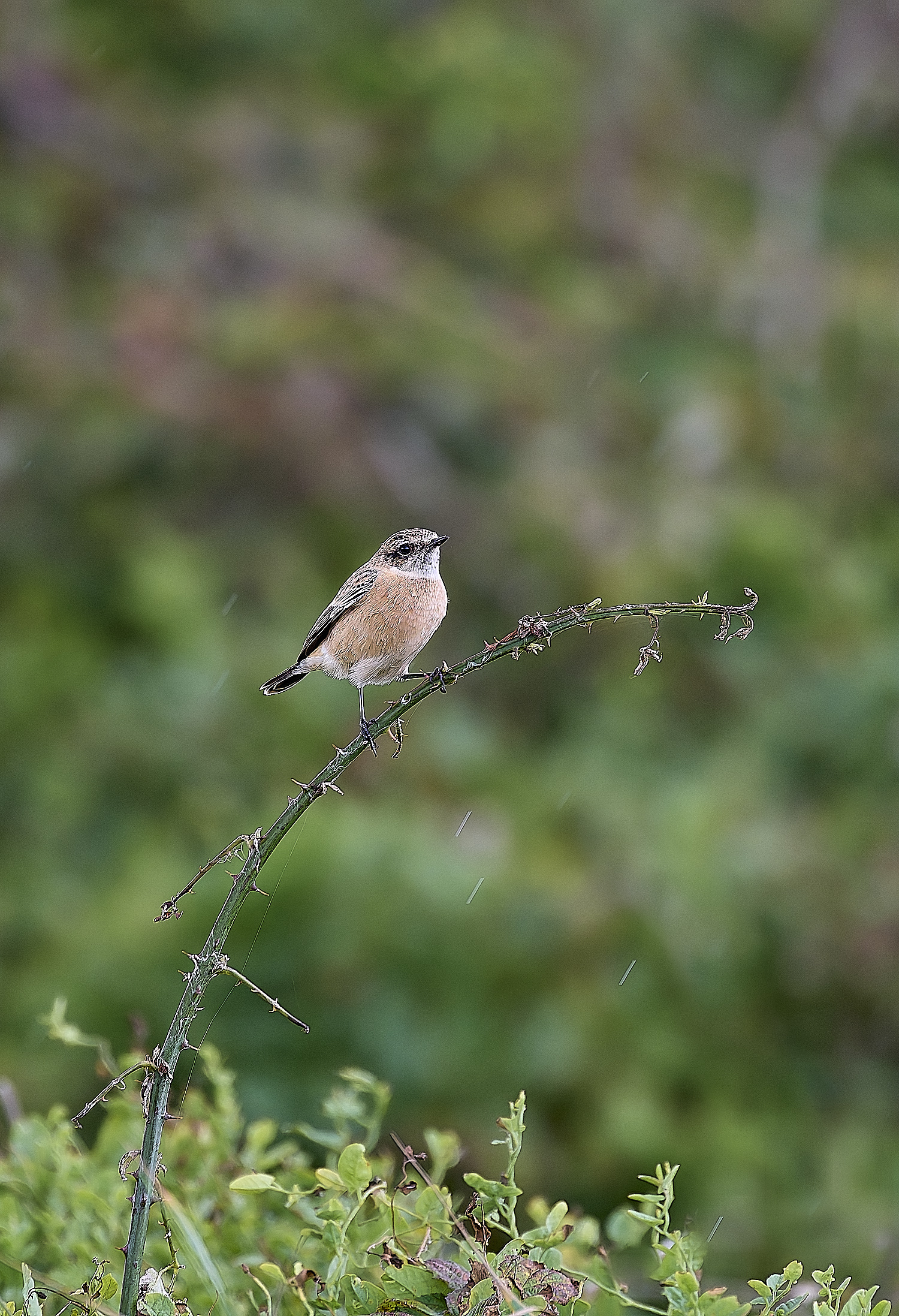 WeybourneEasternStonechat260924-6-NEF- 1