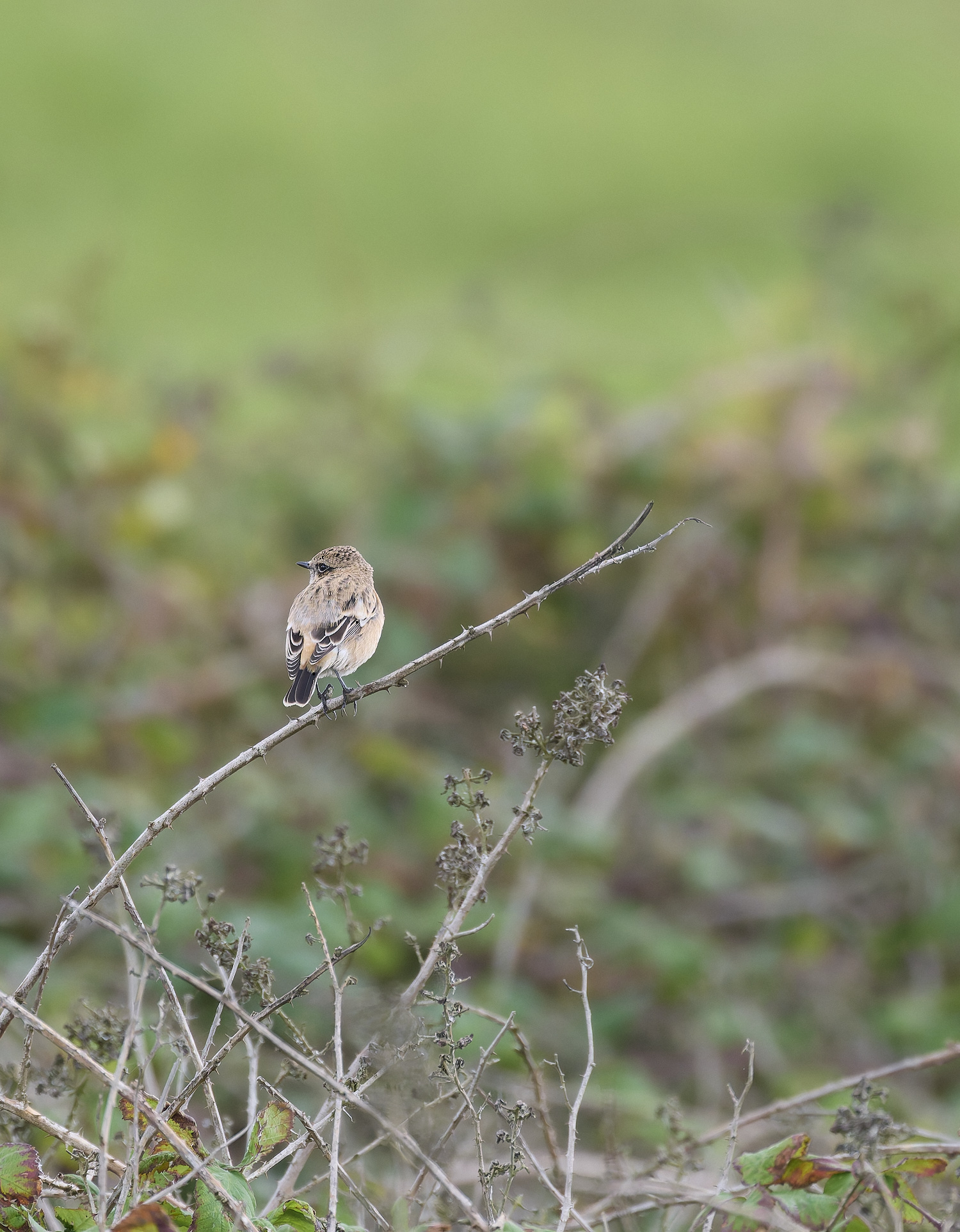 WeybourneEasternStonechat260924-7-NEF- 1