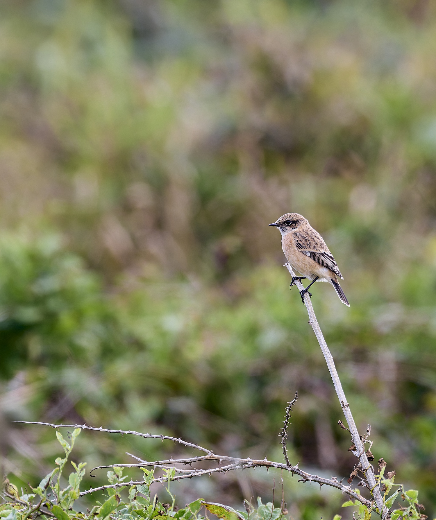 WeybourneEasternStonechat260924-9-NEF- 2