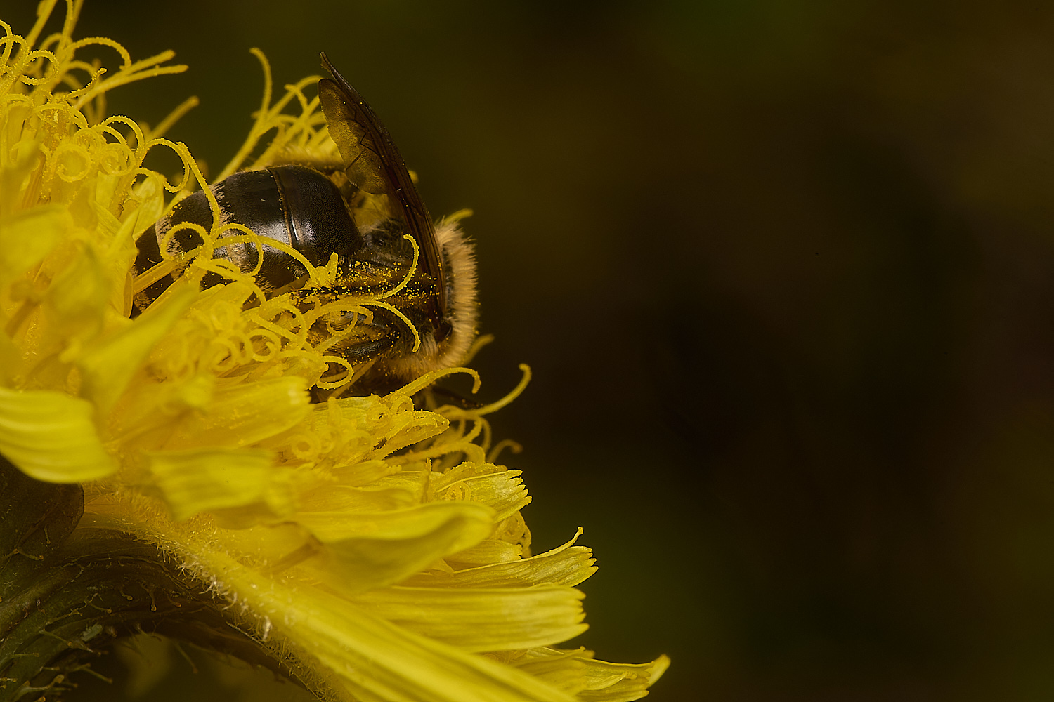 WeybourneIvyBee260924-1