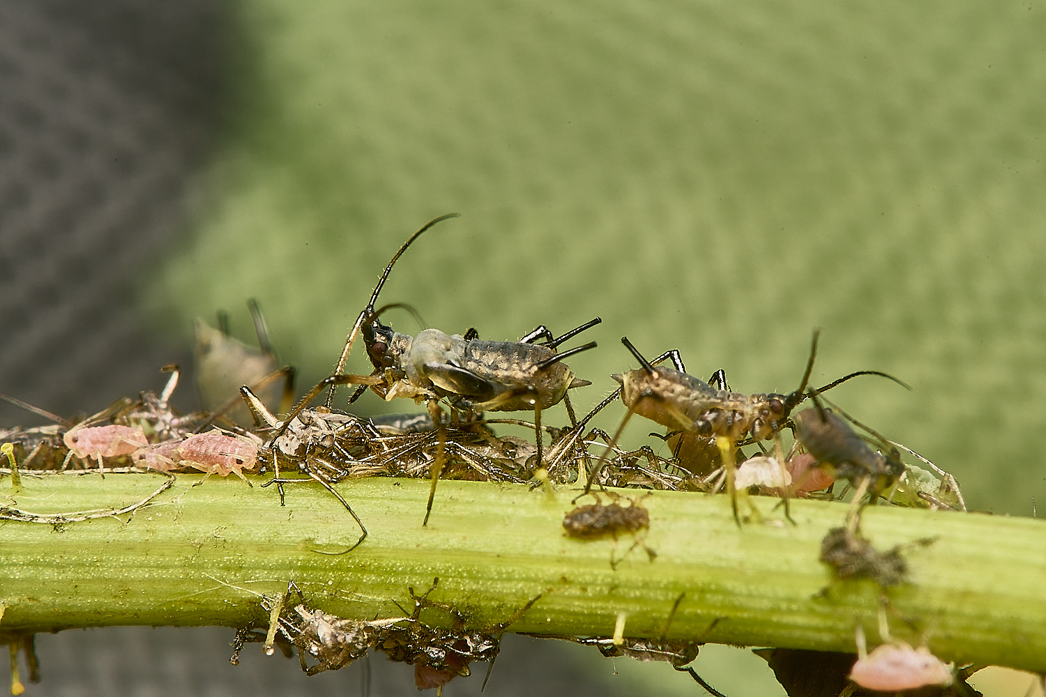 WeybournePotatoaphid260924-1 1