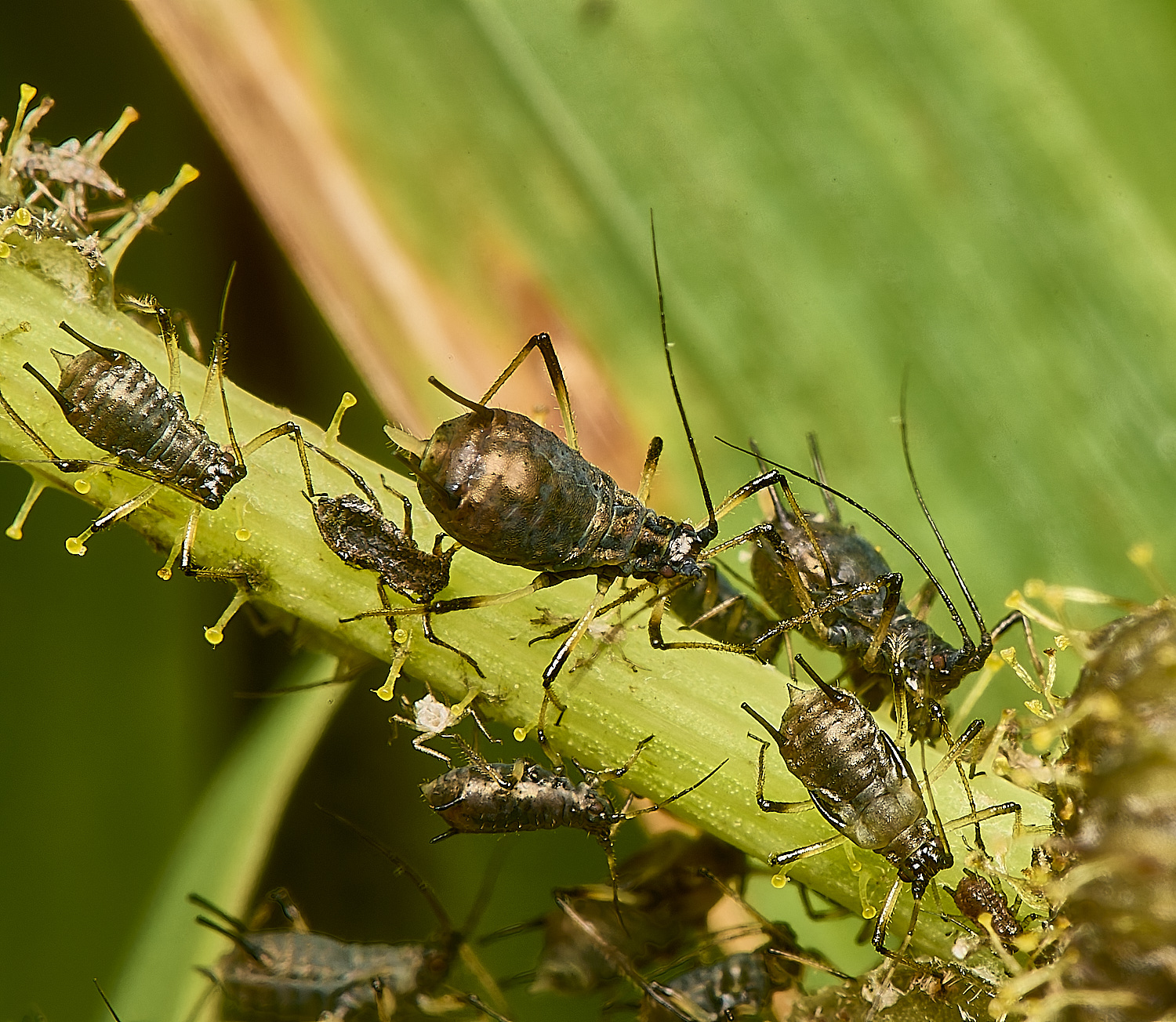 WeybournePotatoaphid260924-4 1