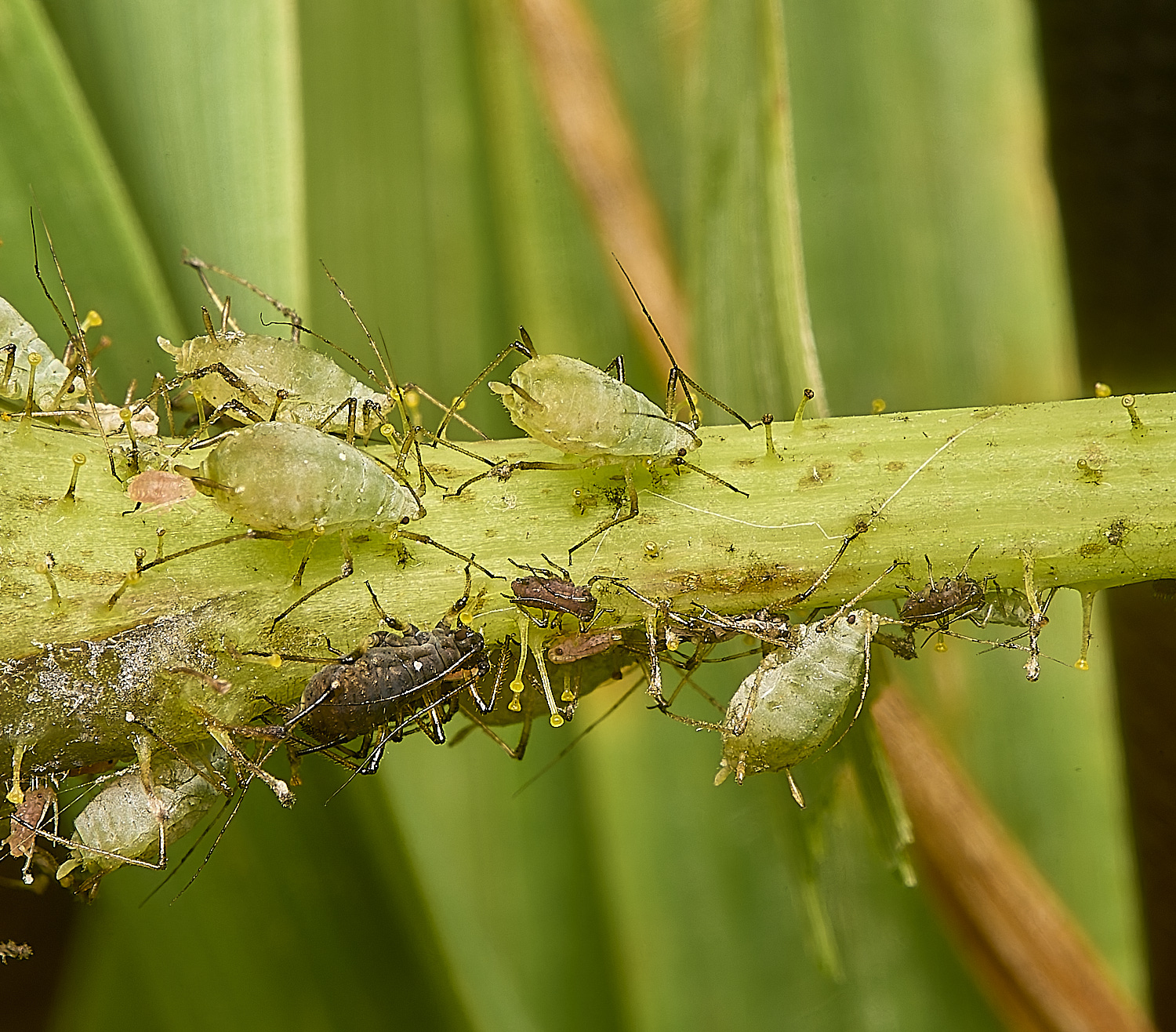 WeybournePotatoaphid260924-5 1