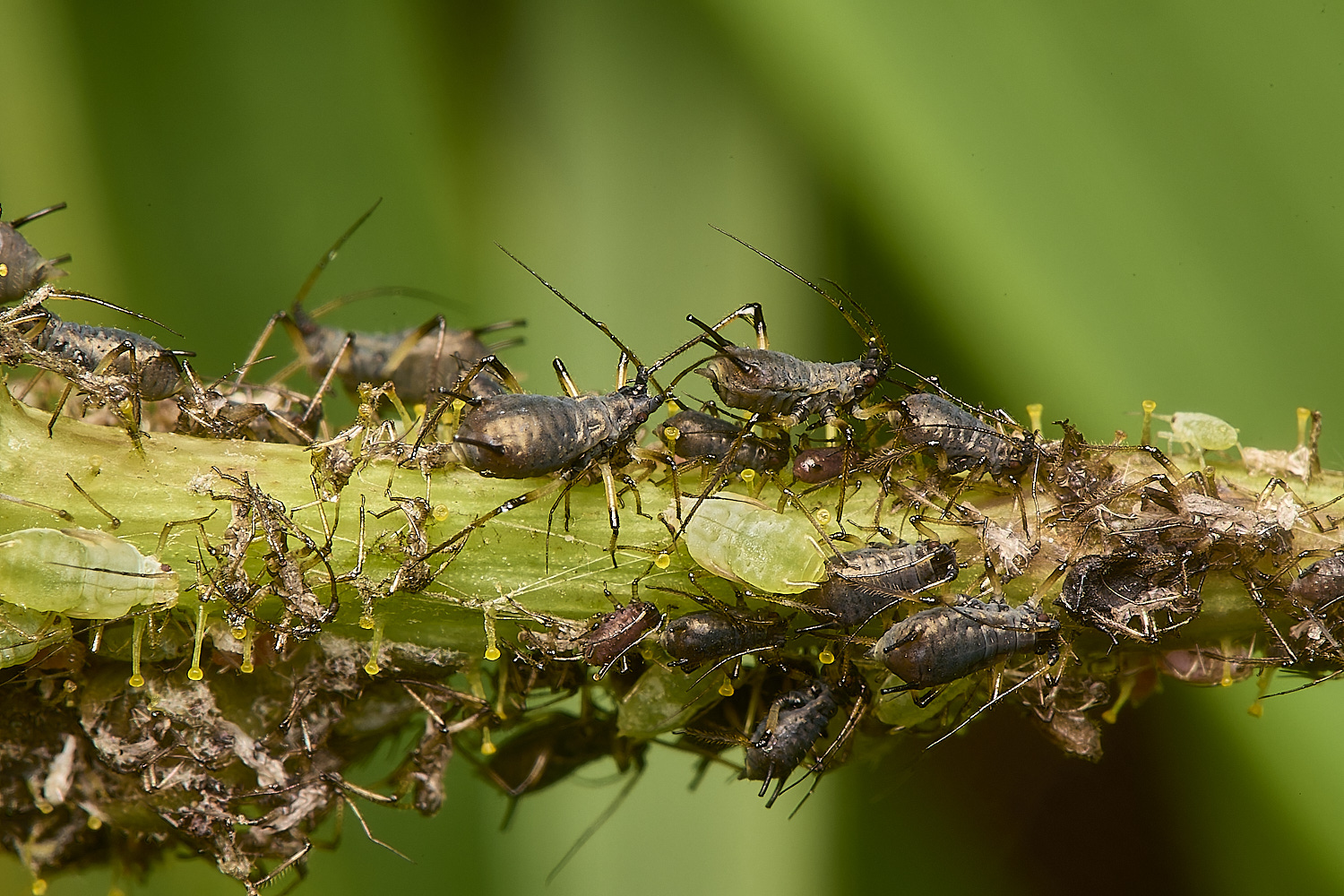 WeybournePotatoaphid260924-6 1