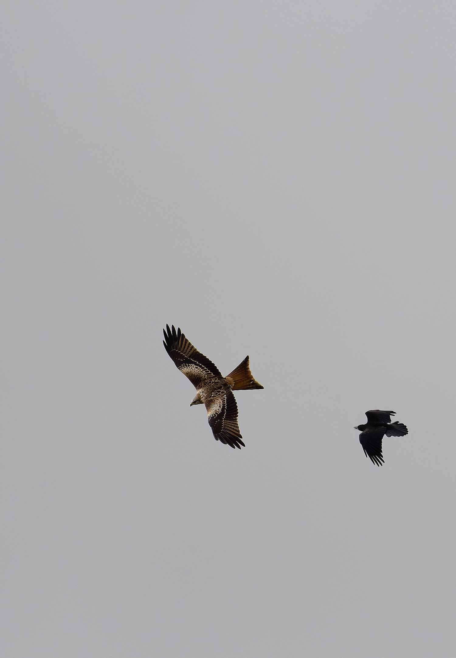 WeybourneRedKite260924-1-NEF- 1