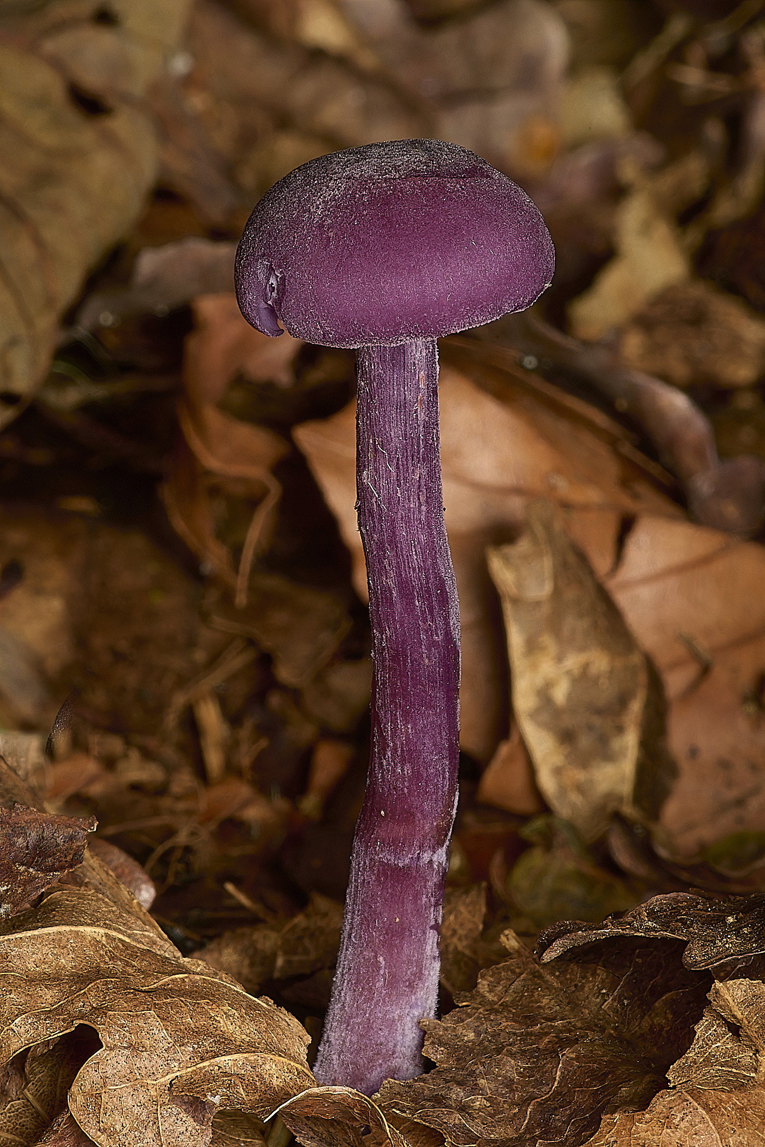 WheatfenAmethystDeciever061024-1