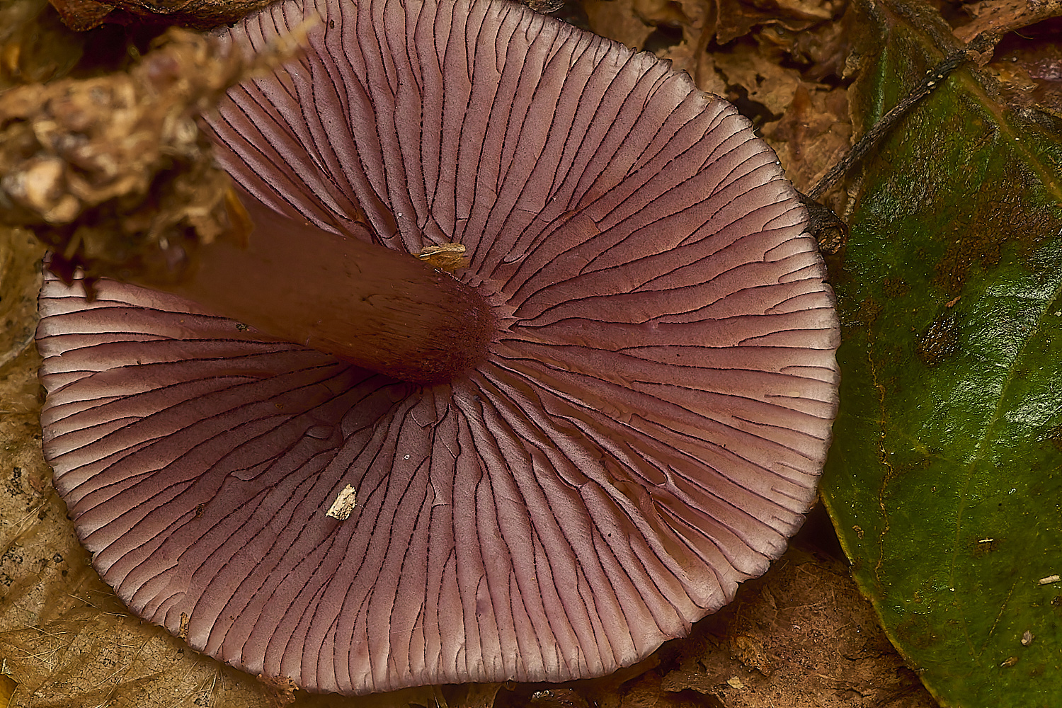 WheatfenBlackedgedBonnet061024-1