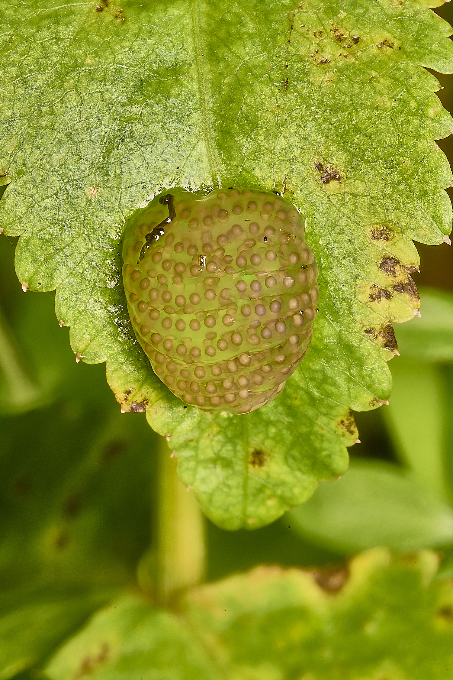 WheatfenEggs190924-1