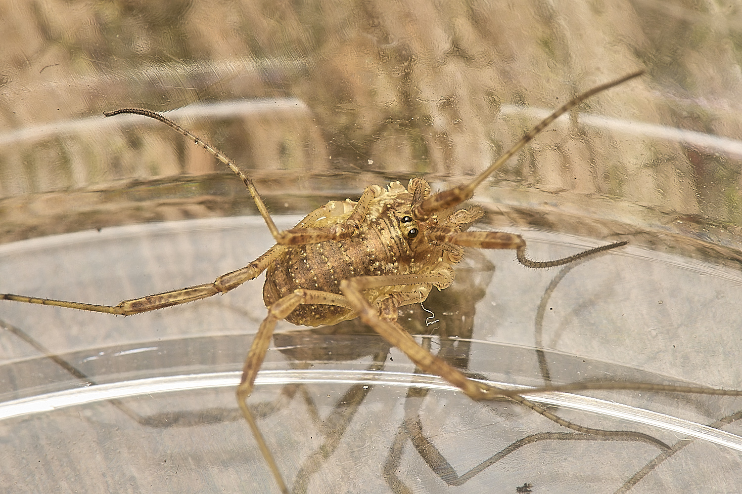 WheatfenHarvestmen061024-1