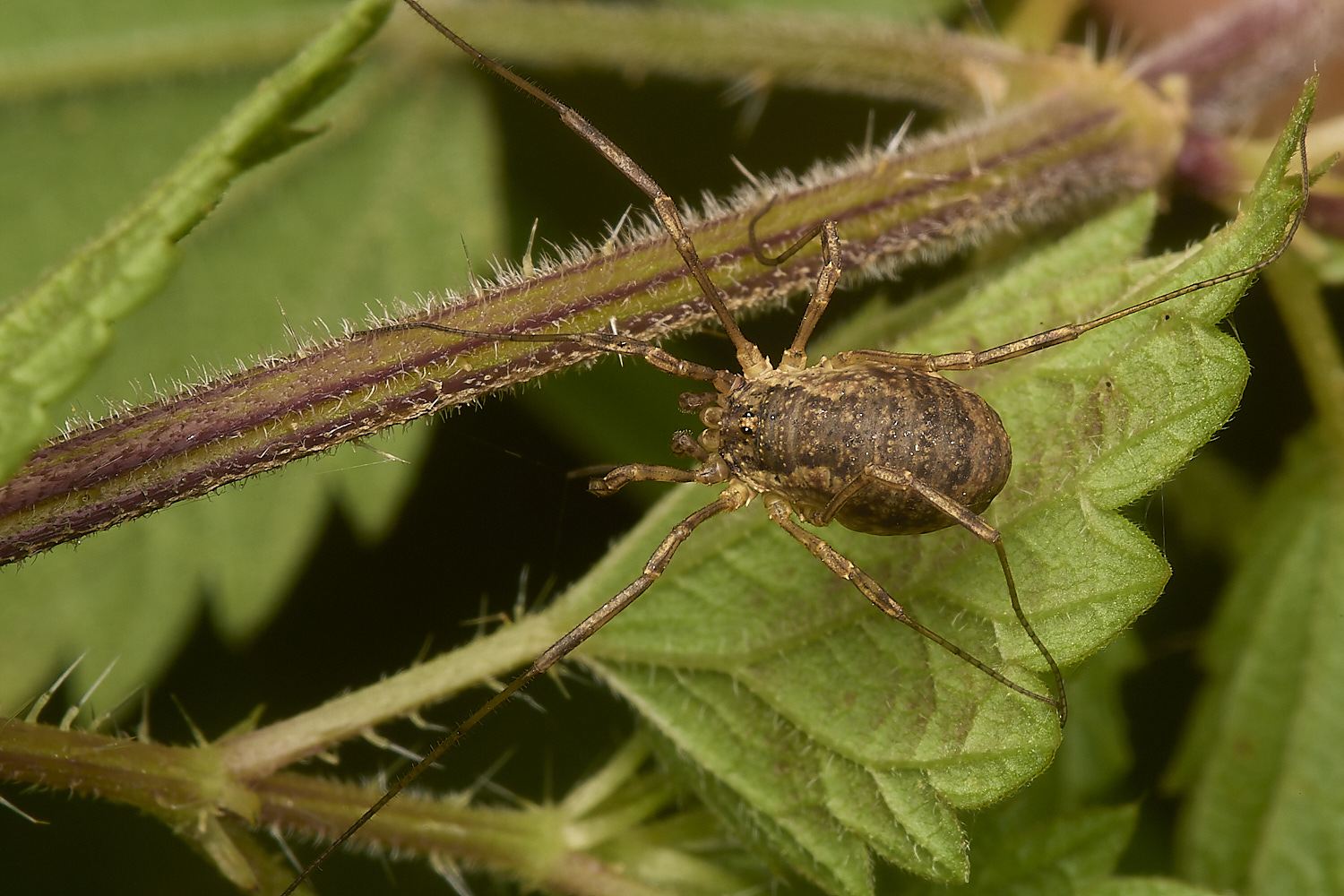 WheatfenHarvestmen190924-2