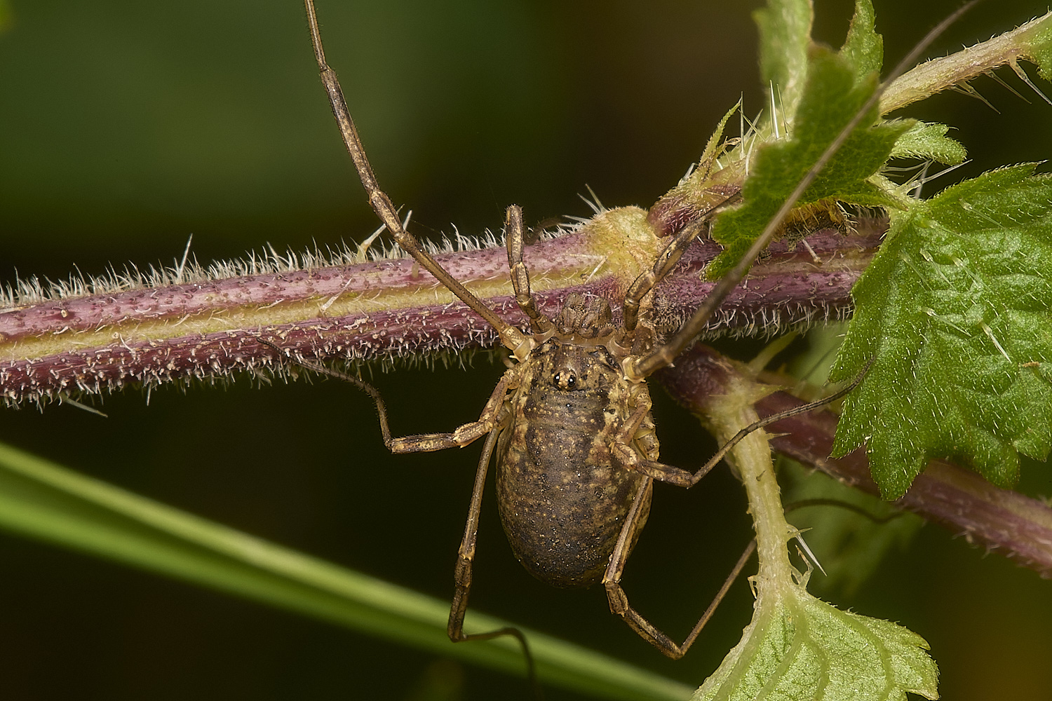 WheatfenHarvestmen190924-4