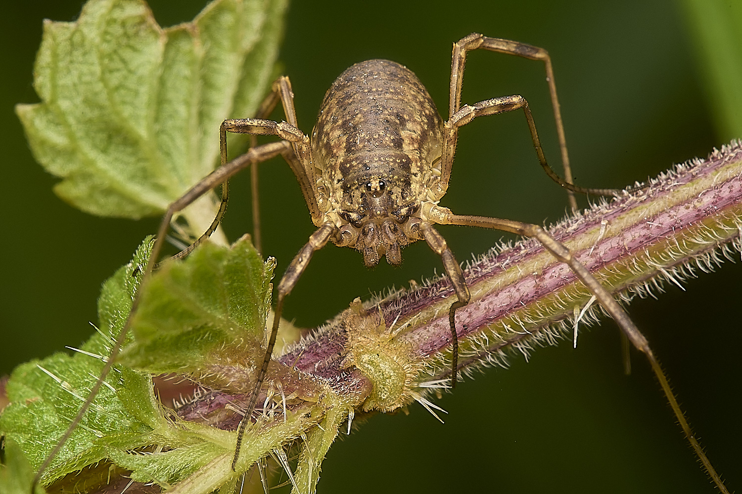 WheatfenHarvestmen190924-5