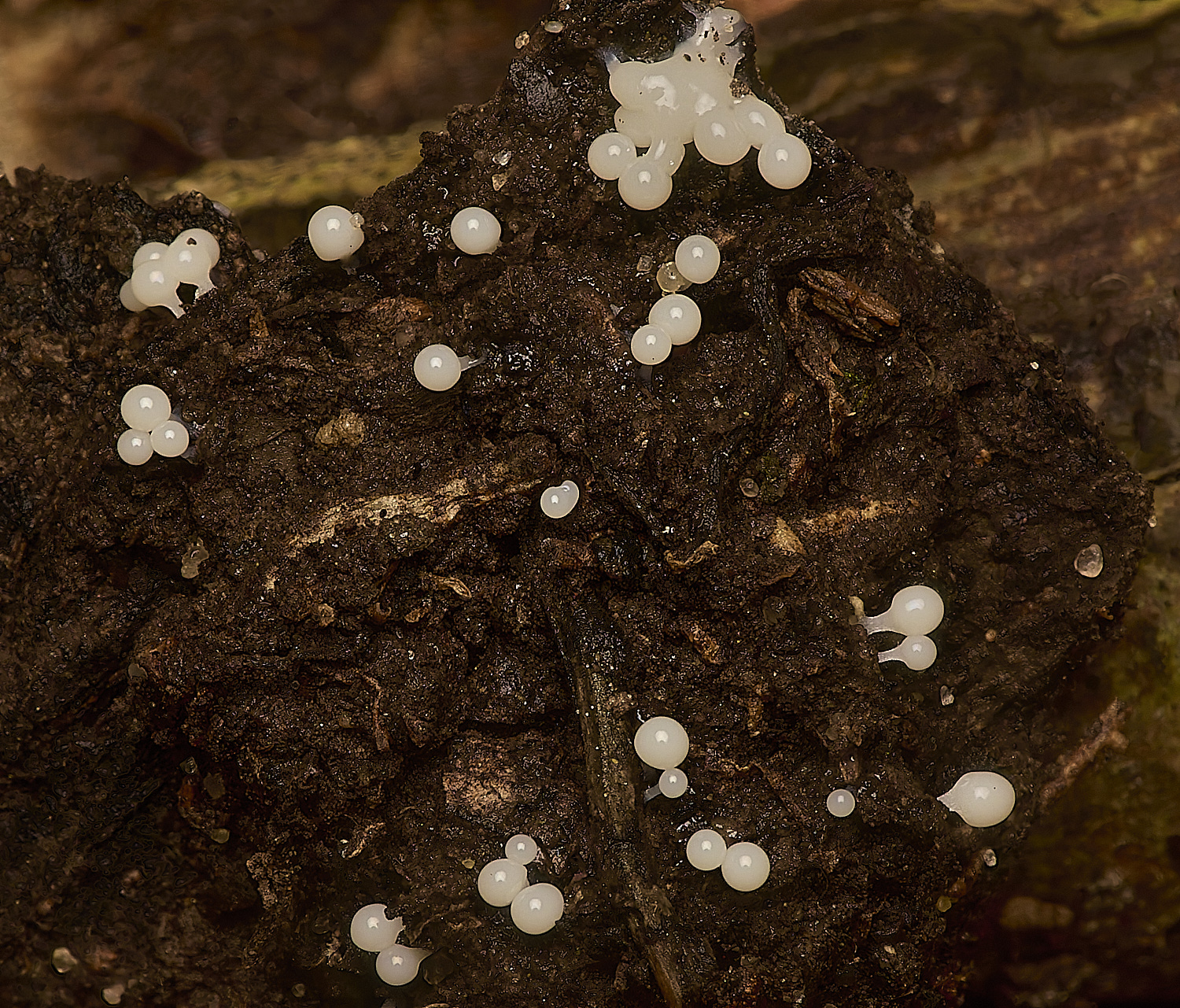 WheatfenSlimemold061024-1