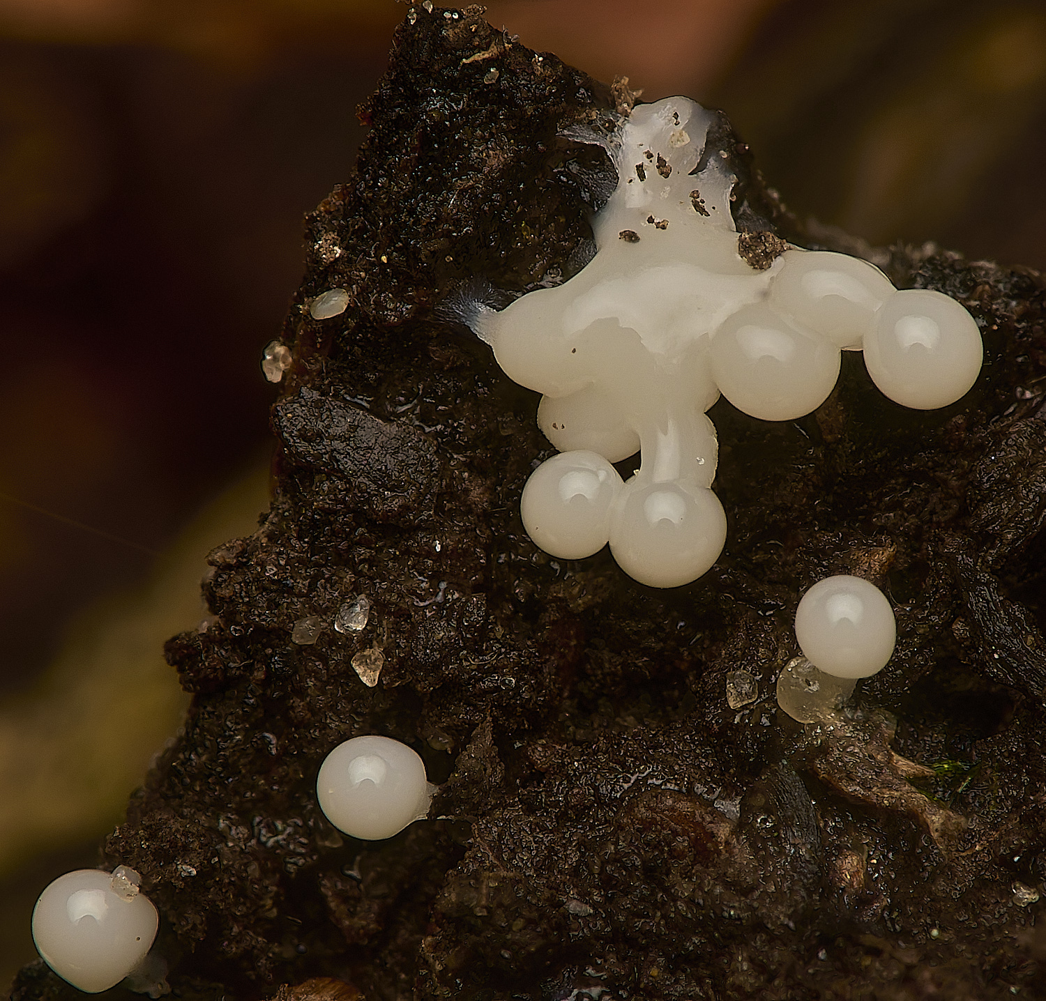 WheatfenSlimemold061024-2