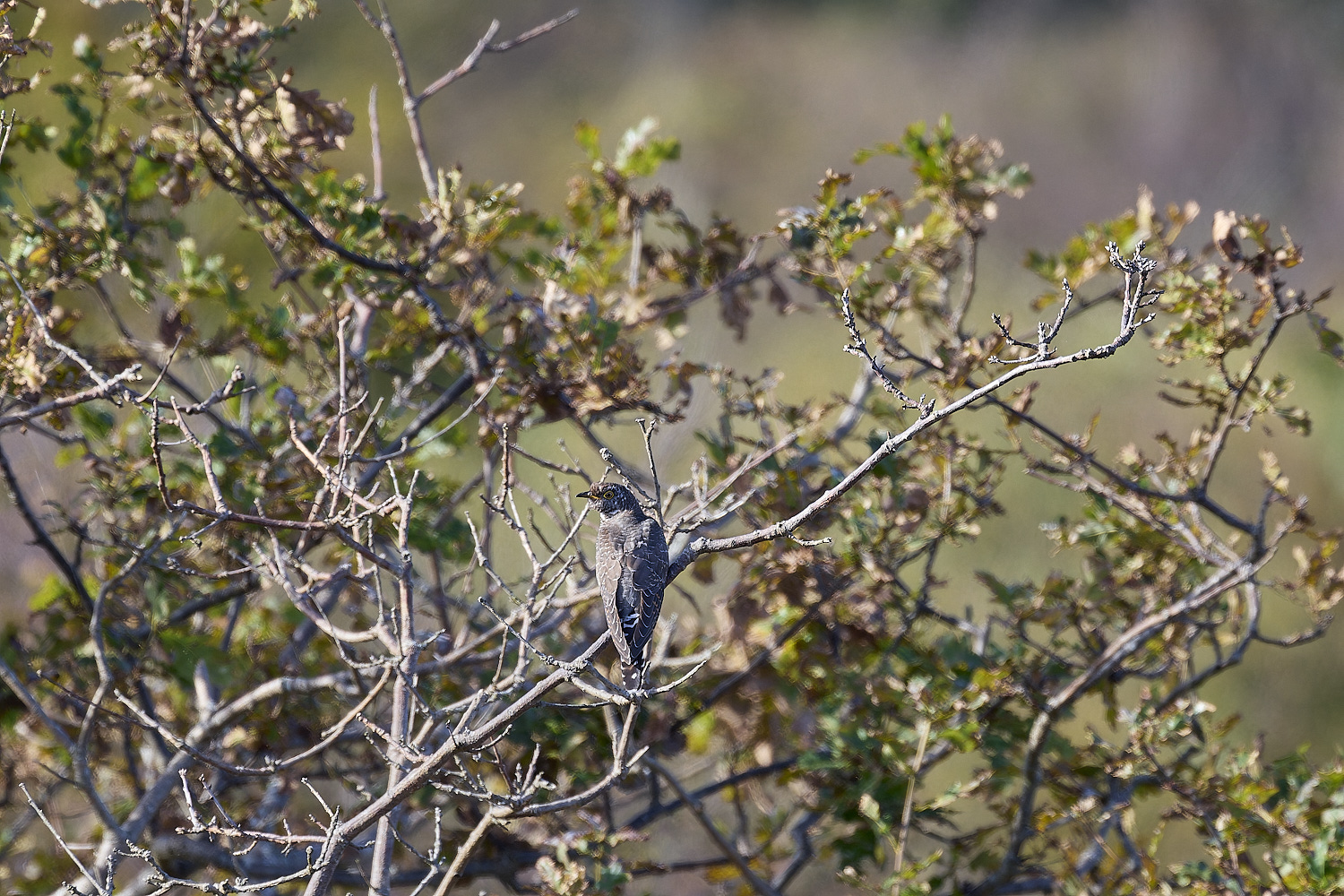 WintertonCuckoo071024-1