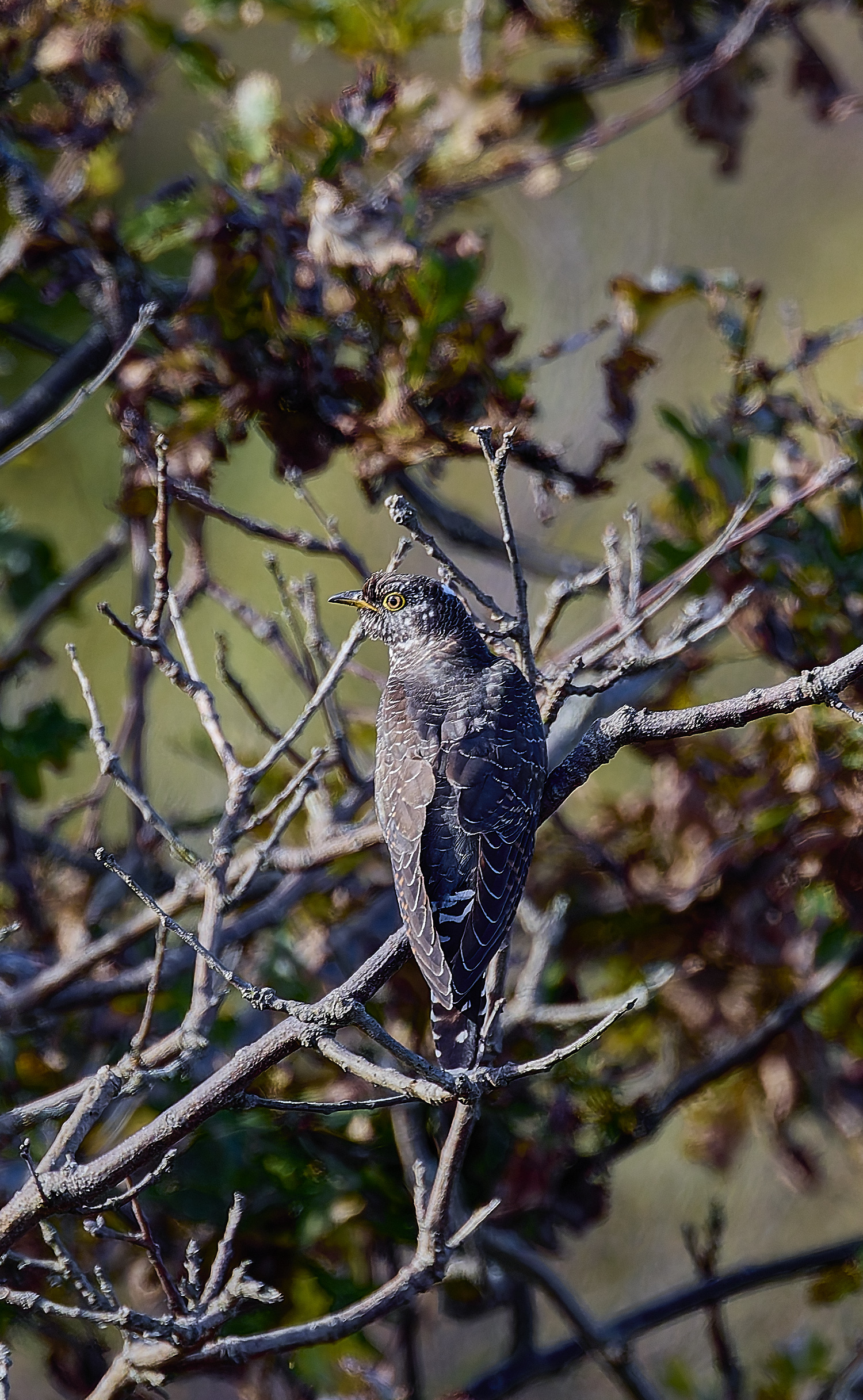 WintertonCuckoo071024-2