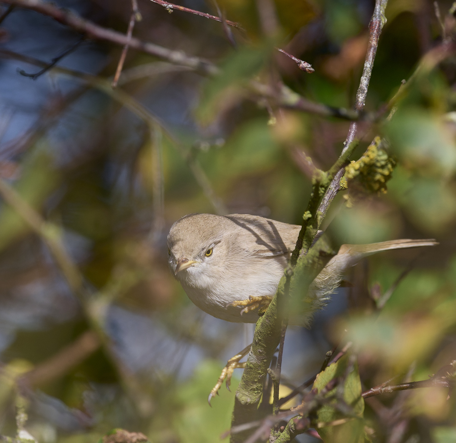 WintertonDesertWarbler071024-11