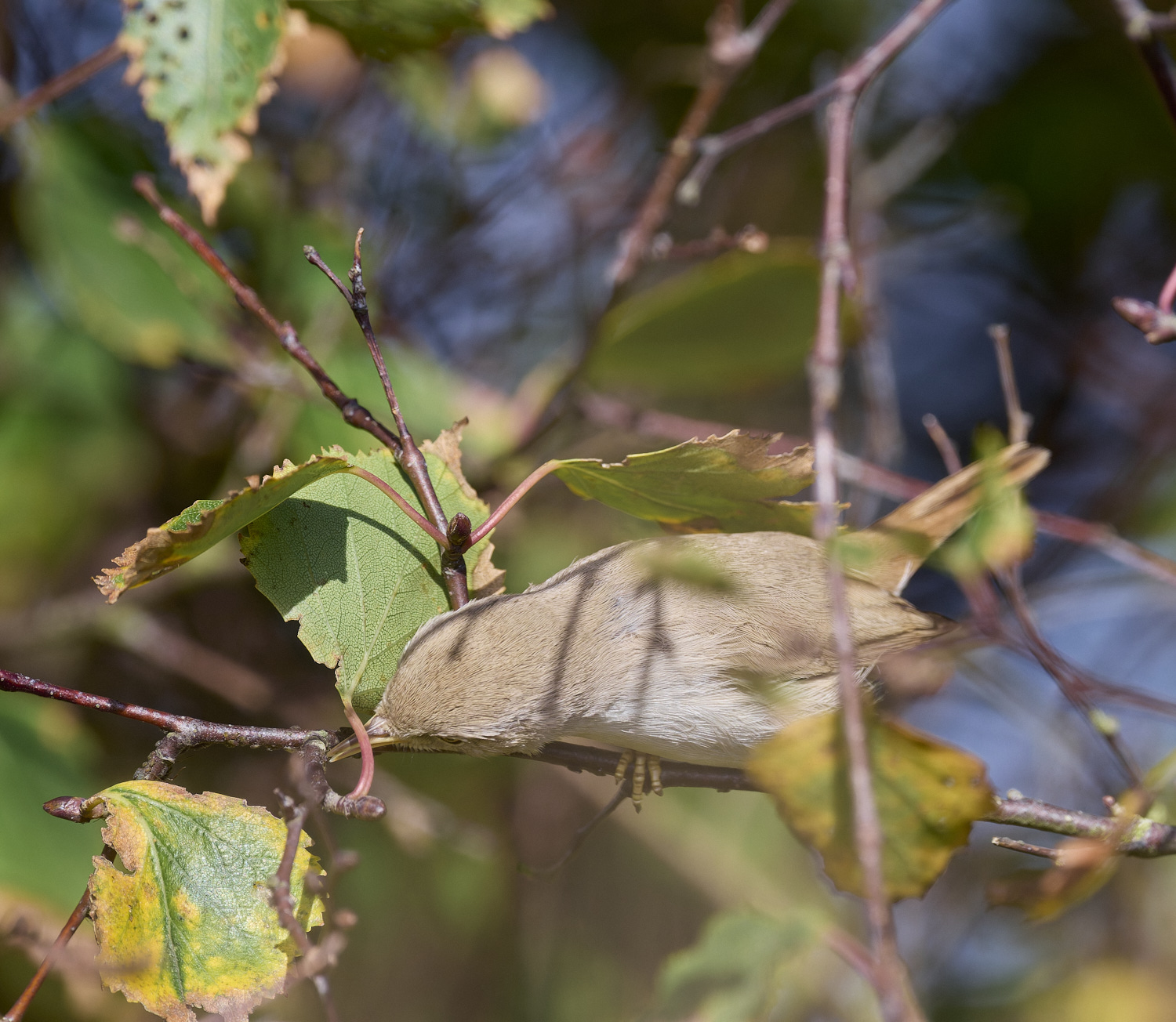 WintertonDesertWarbler071024-16