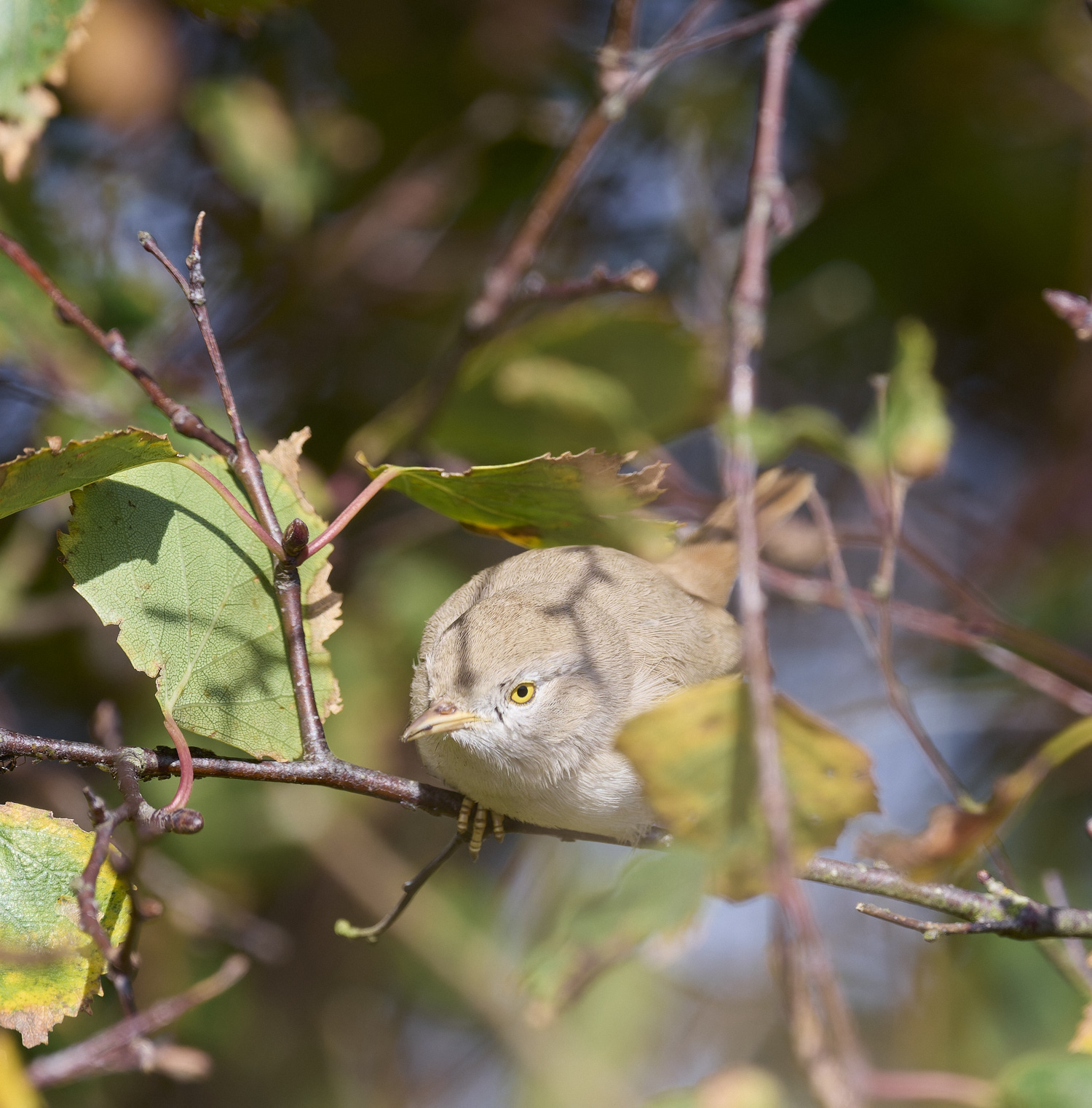 WintertonDesertWarbler071024-17