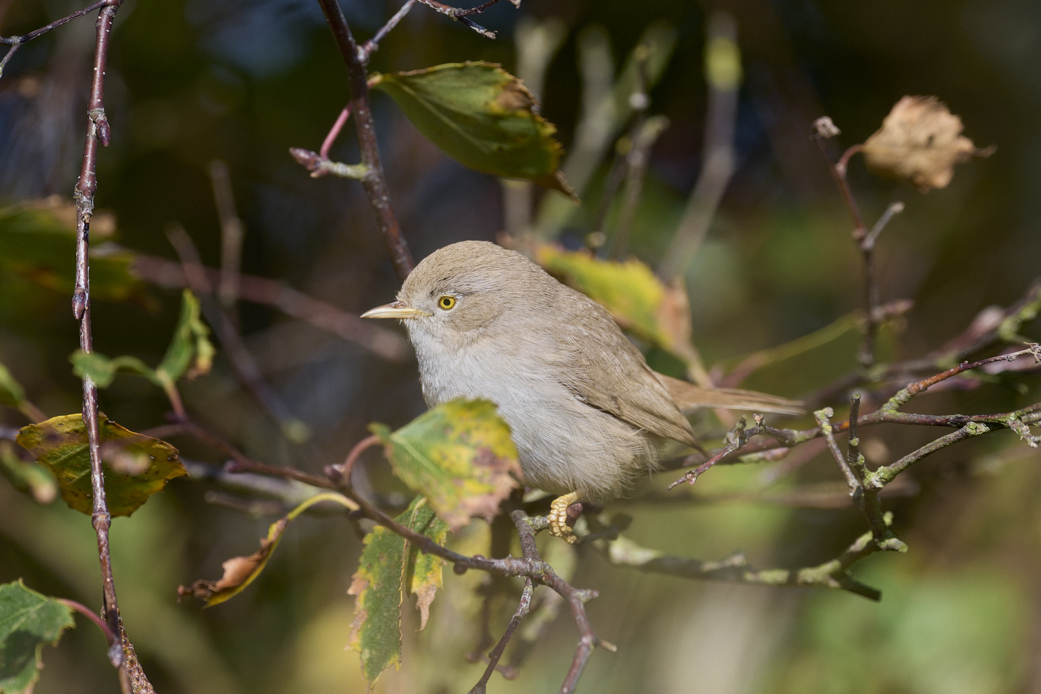 WintertonDesertWarbler071024-19