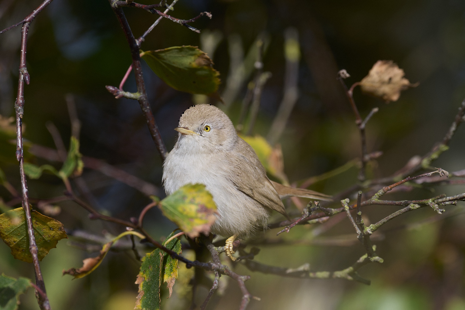 WintertonDesertWarbler071024-20