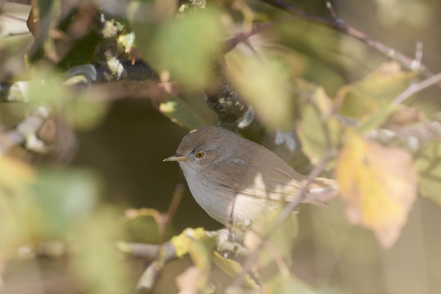 WintertonDesertWarbler071024-22