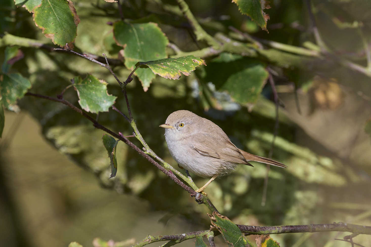 WintertonDesertWarbler071024-3