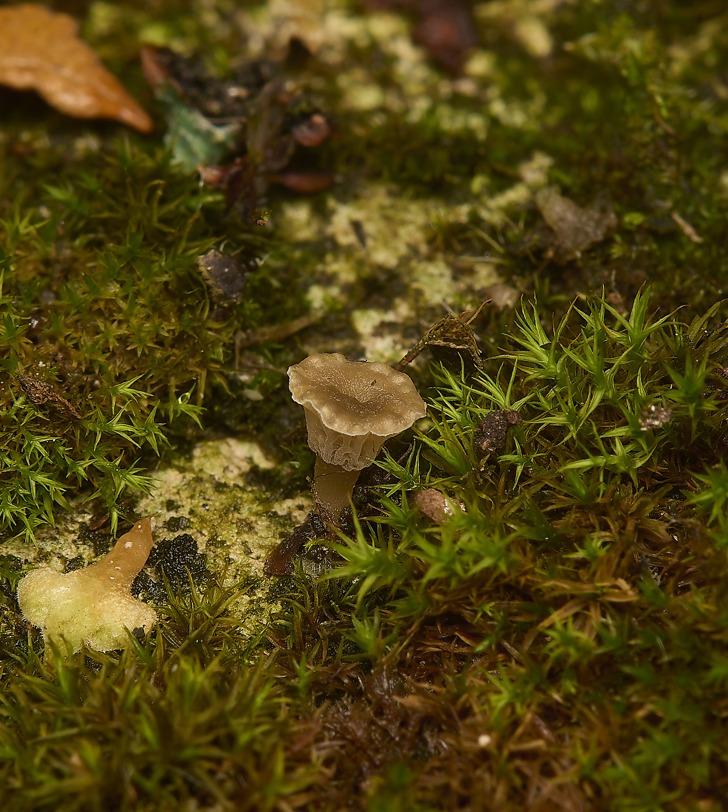 WoltertonHallFungus011224-1