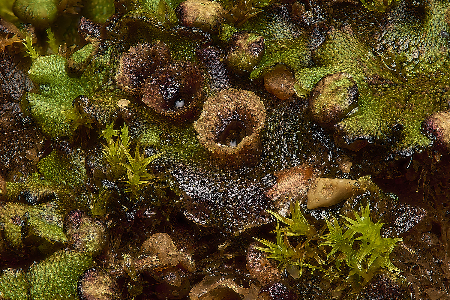 WoltertonHallMarchantia011224-1