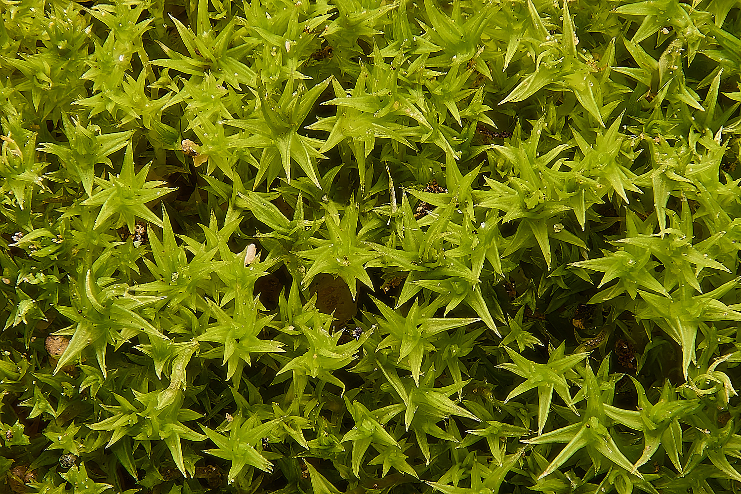 WoltertonHallPhornschuchianum011224-2