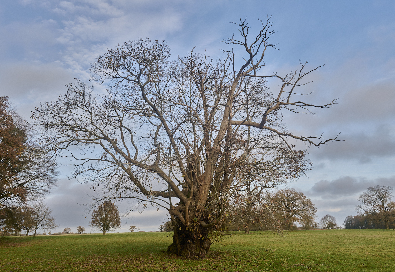 WoltertonHallSweetChestnut011224-2