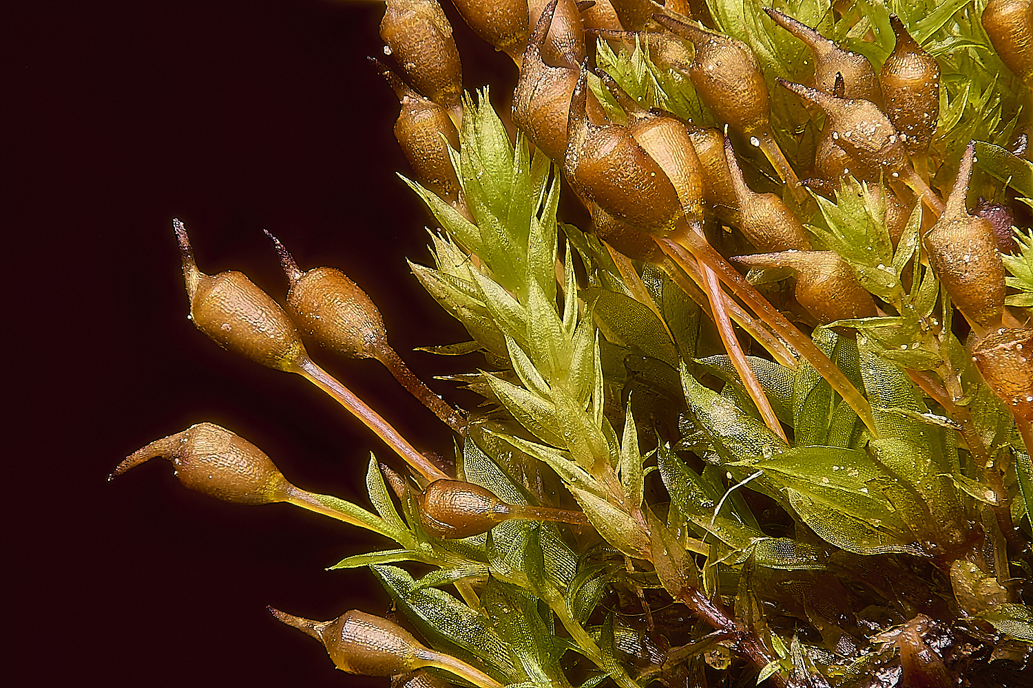 WoltertonHallTtruncata011224-1