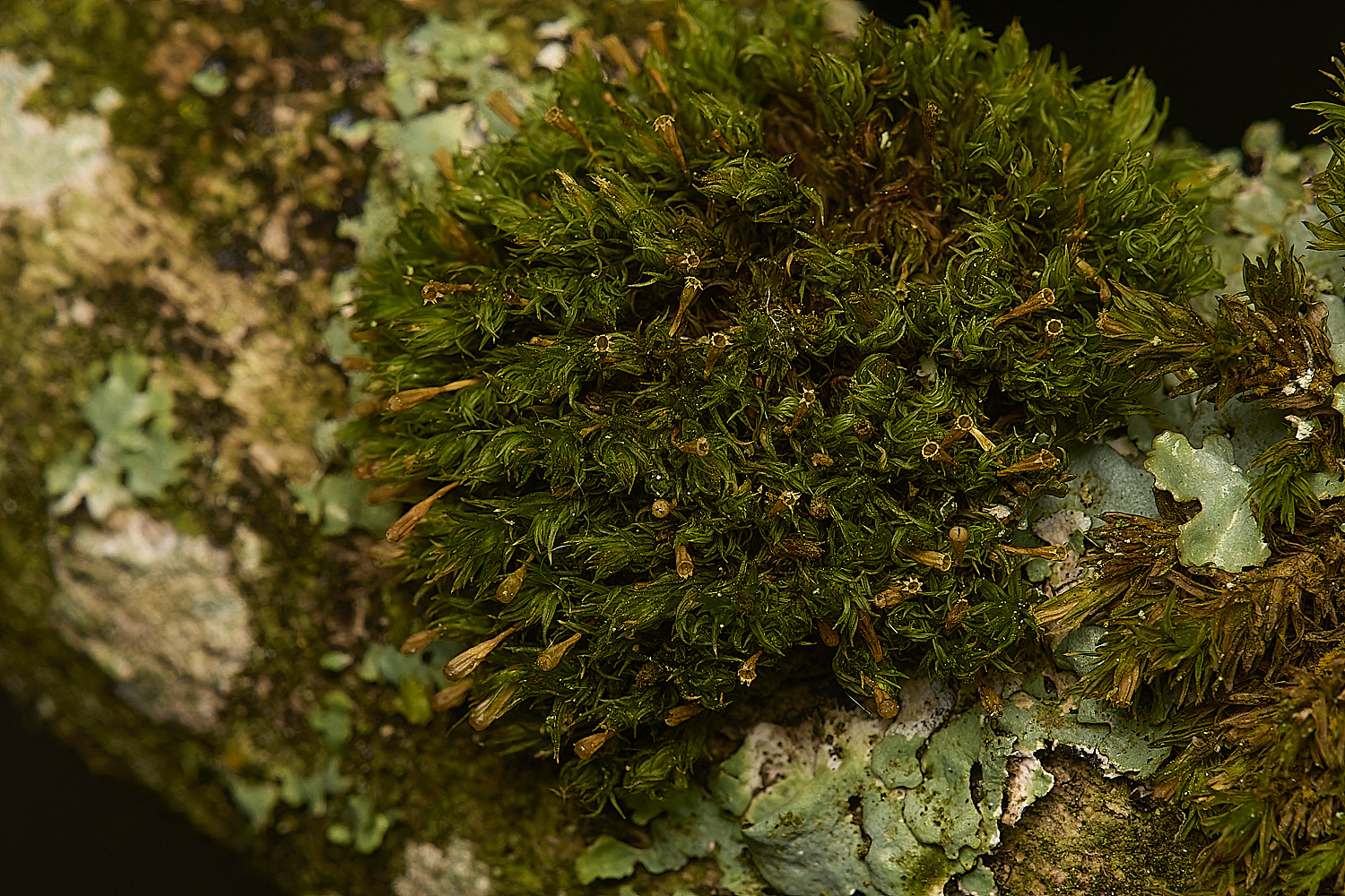 WoltertonHallUphyllantha011224-1