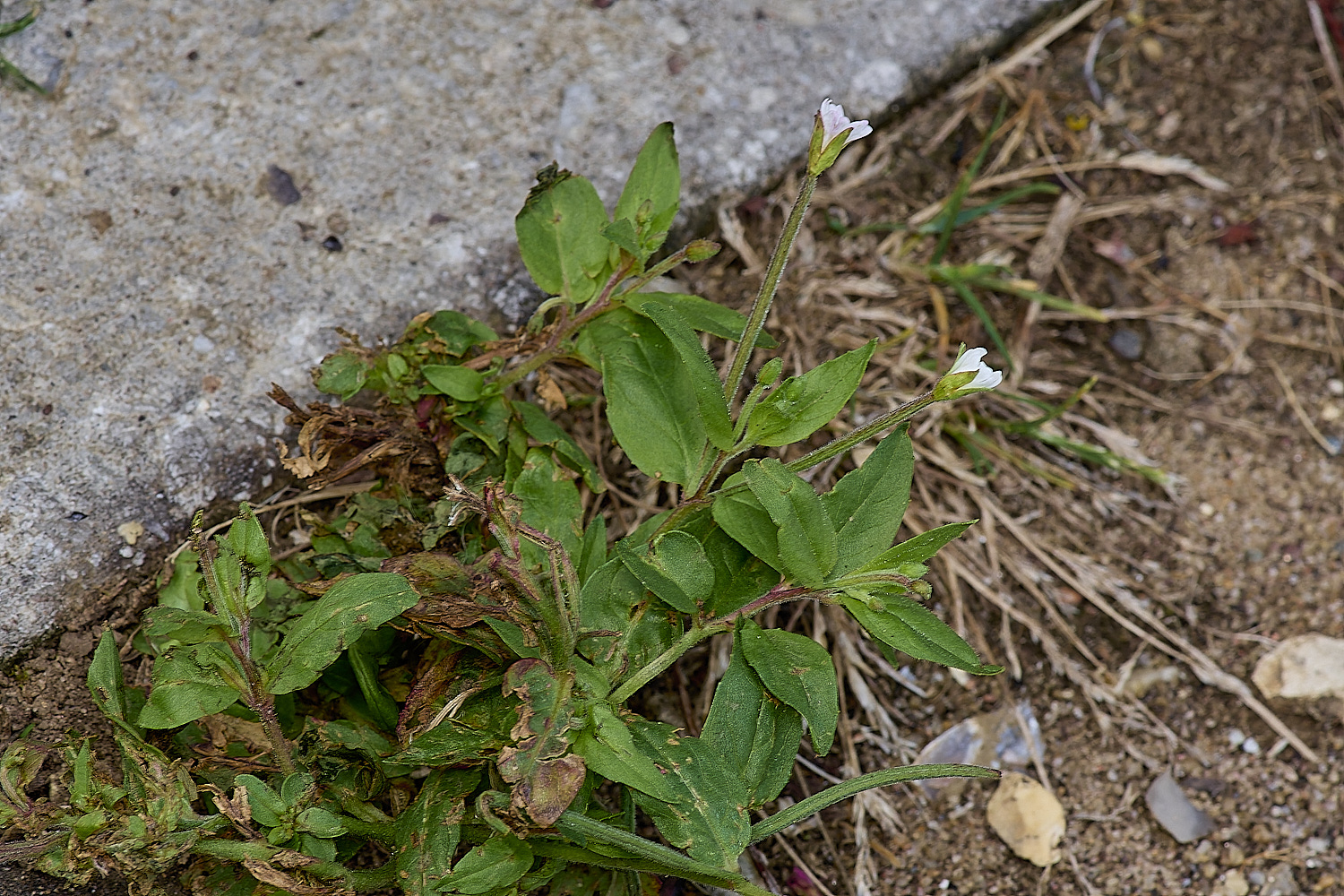 WymondhamEpilobium070924-1