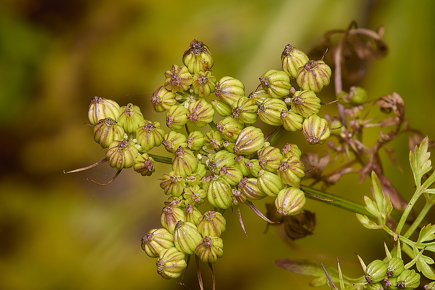 WymondhamFool&#39;sParsley070924-1