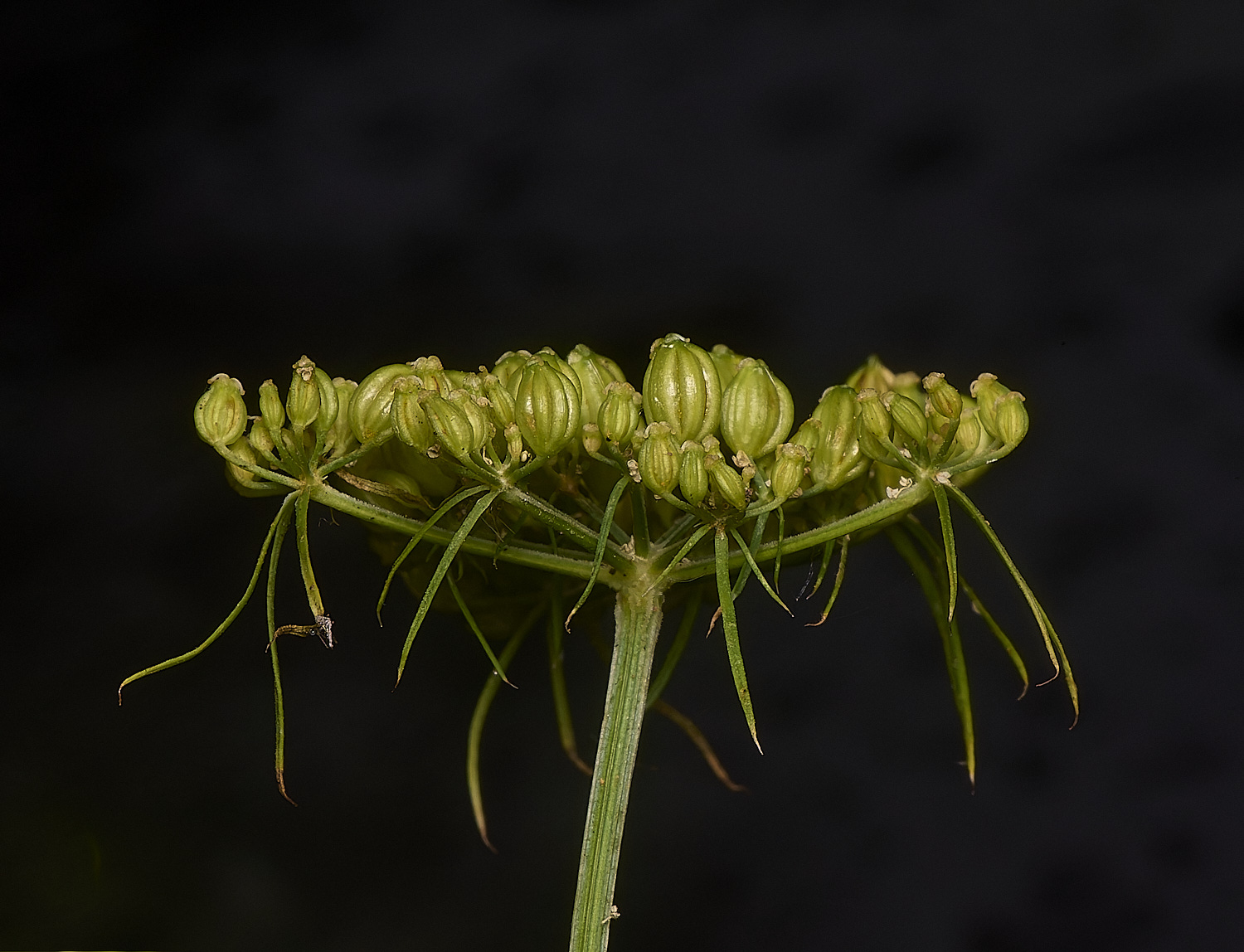 WymondhamFool&#39;sParsley070924-5-NEF-