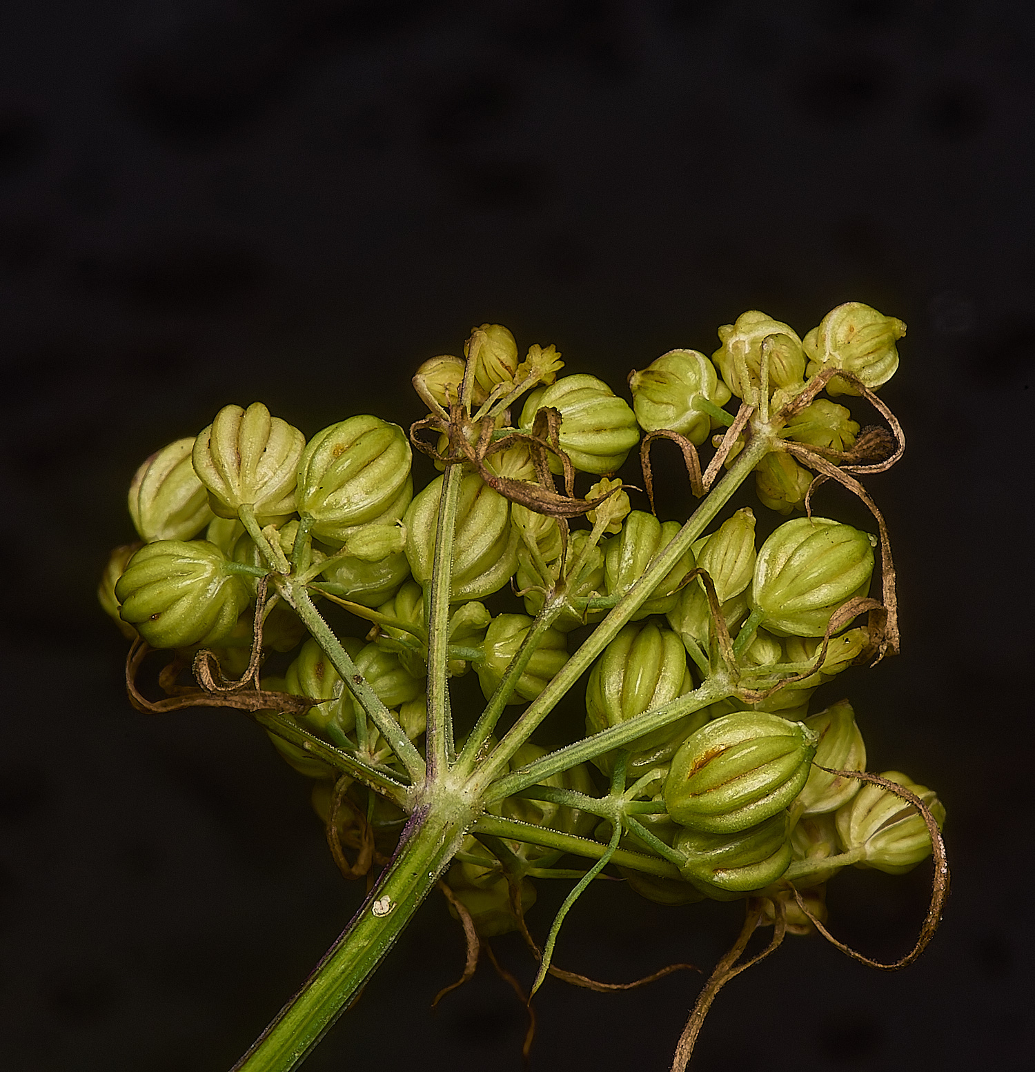 WymondhamFool&#39;sParsley070924-7-NEF-