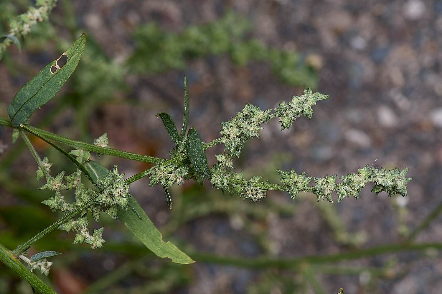 WymondhamGoosefoot070924-1