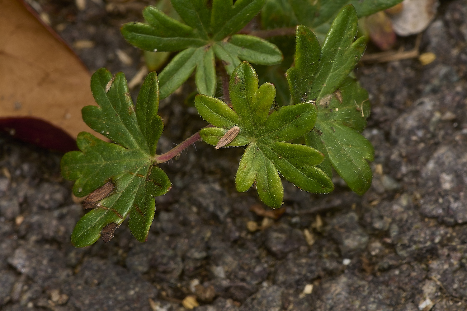 WymondhamGsanguineum070924-1