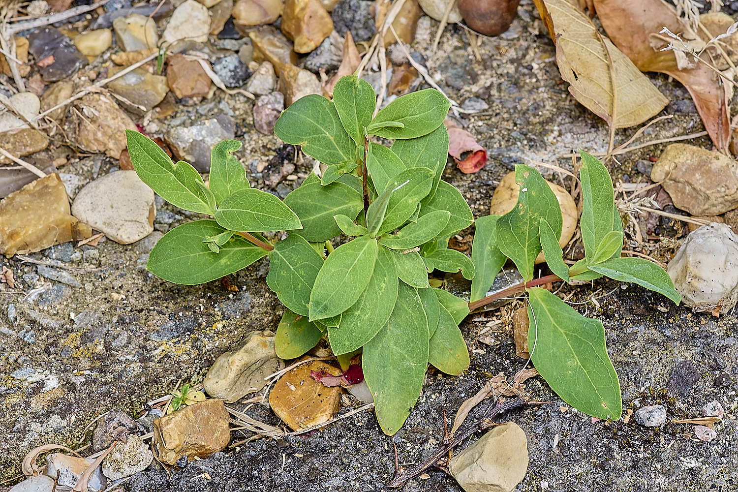 WymondhamHypericum070924-2