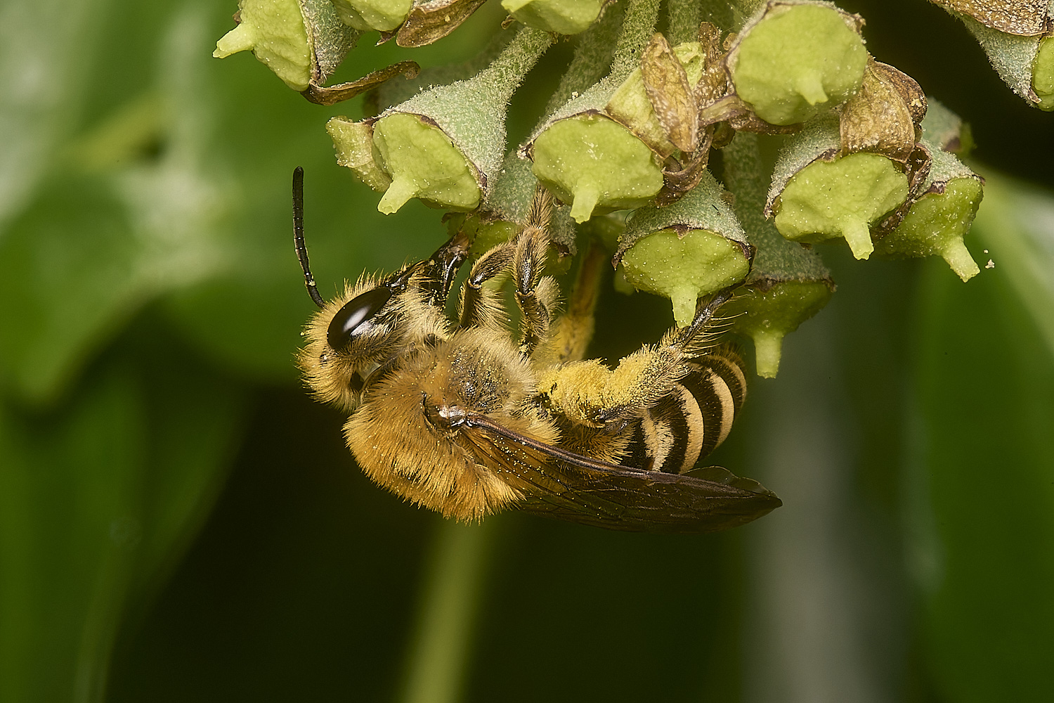 WymondhamIvyBee070924-1