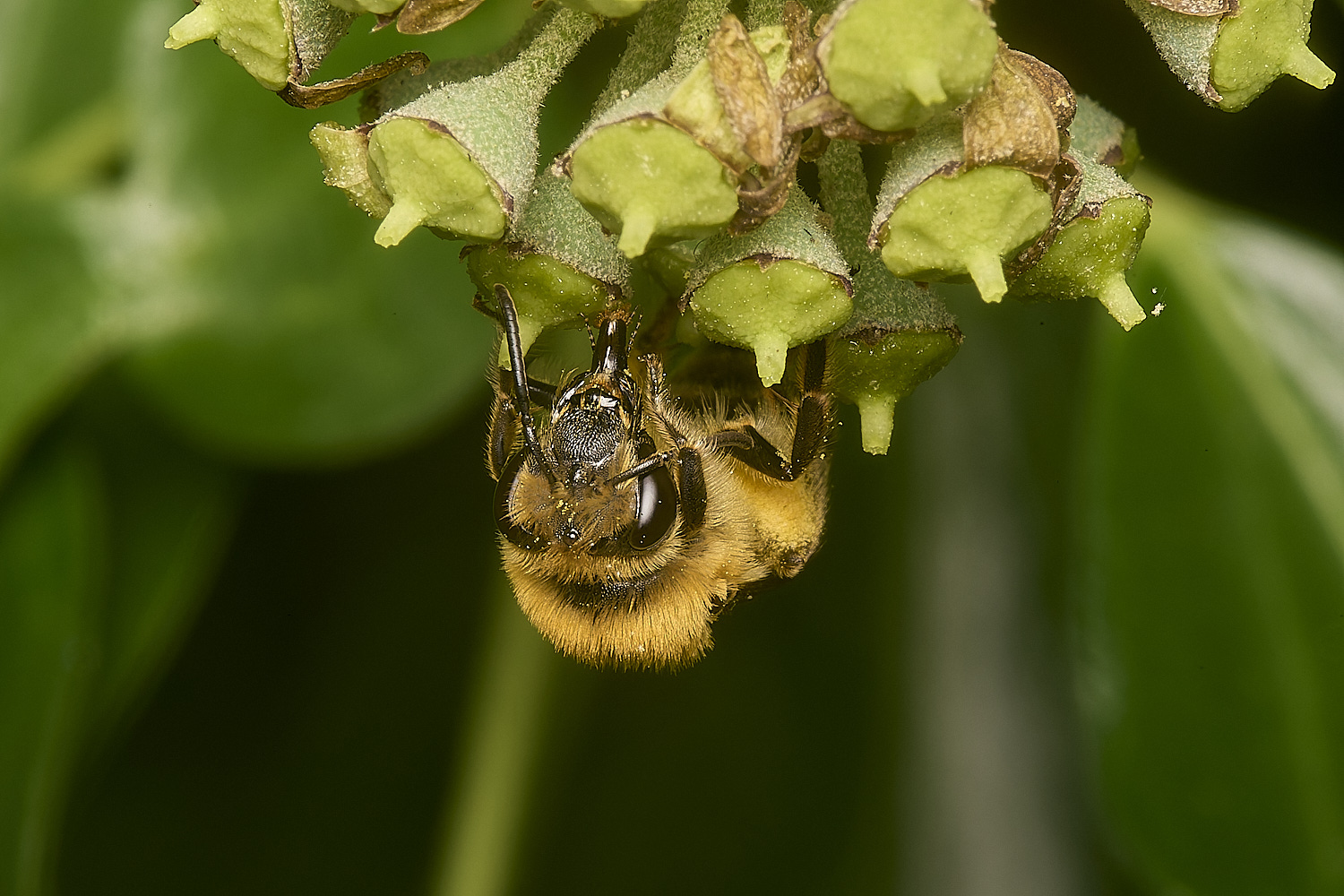 WymondhamIvyBee070924-2