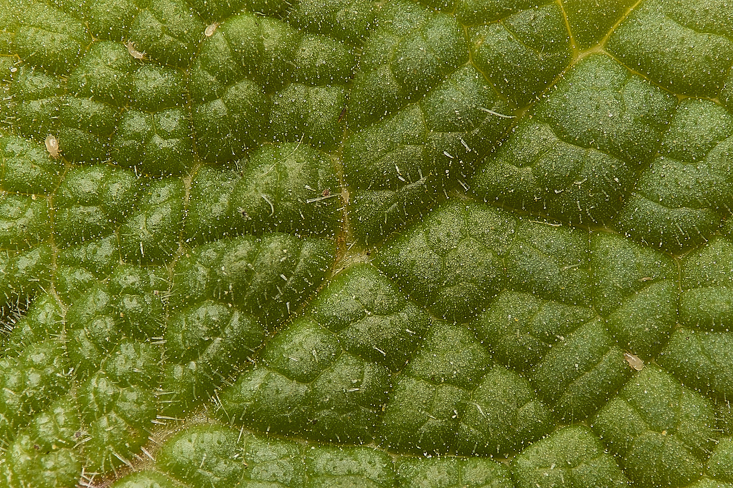 WymondhamMullein070924-6