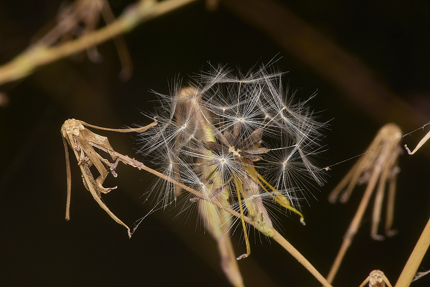 WymondhamPrickles070924-1